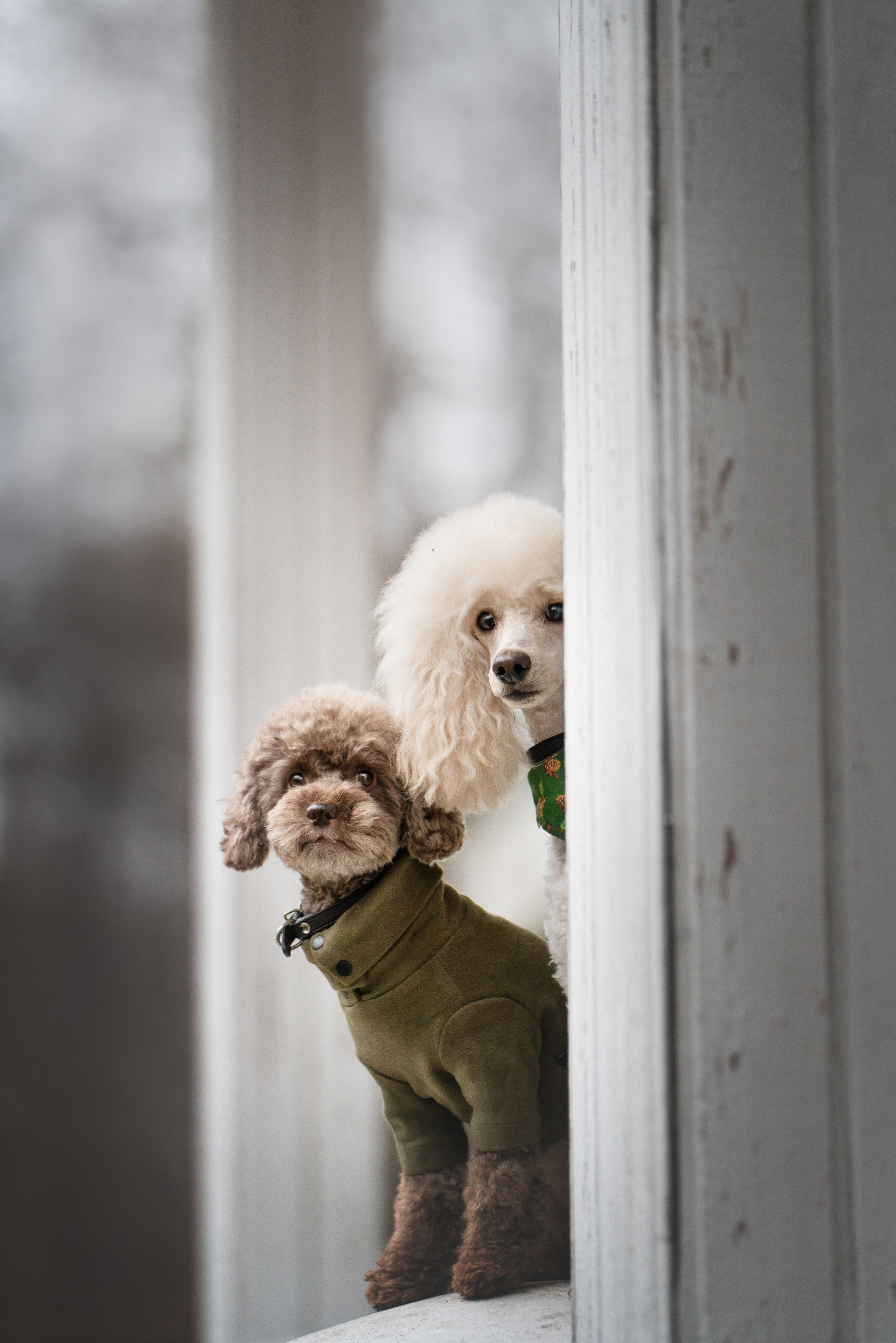 Миша и Лева. Фотограф анималист Осипчикова Мария