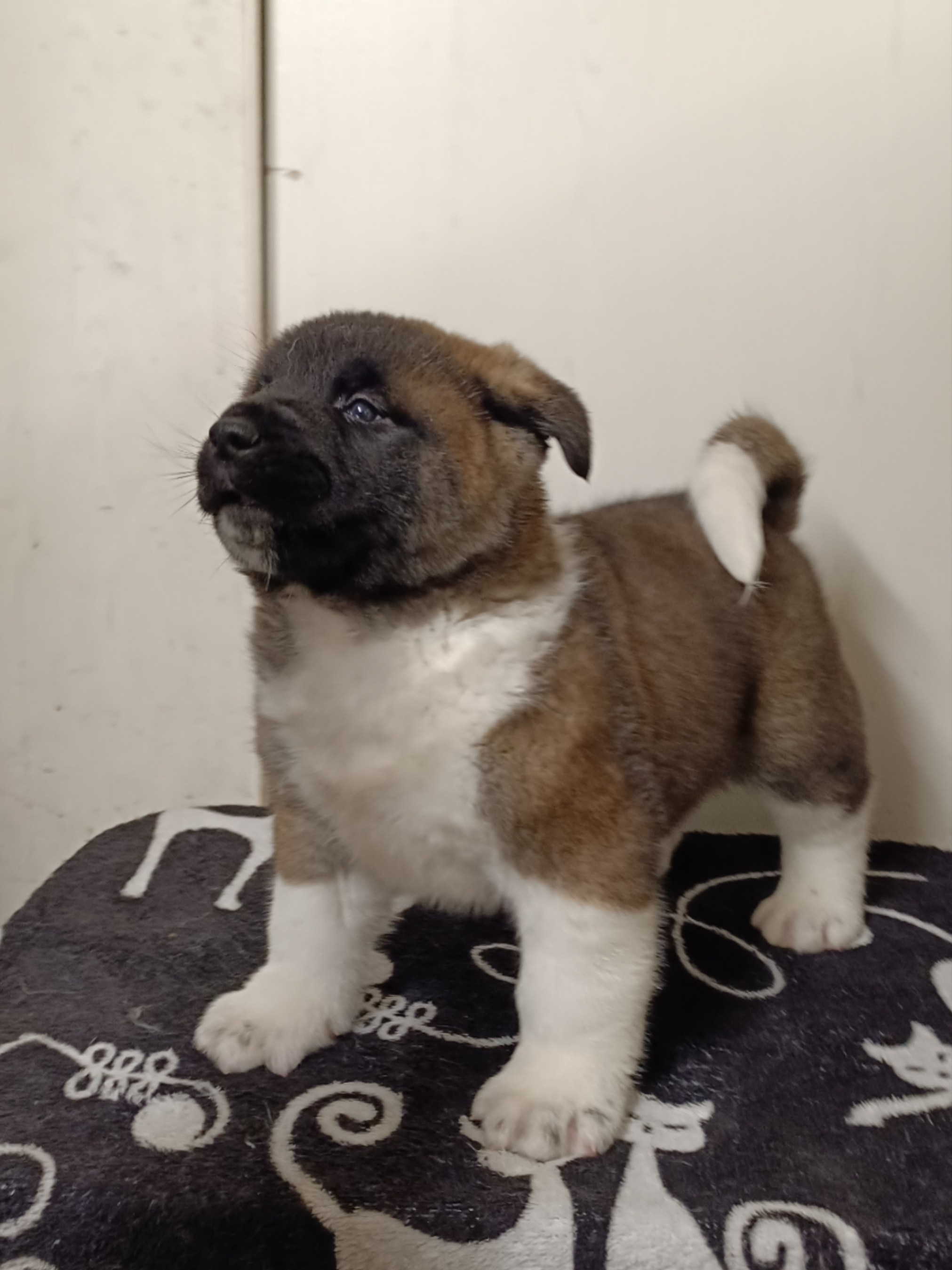 Американская акита  щенки питомник Санкт-Петербург клубные щенки Американская акита питомник RUBYLIGHT Рубилайт купить щенка американской акиты