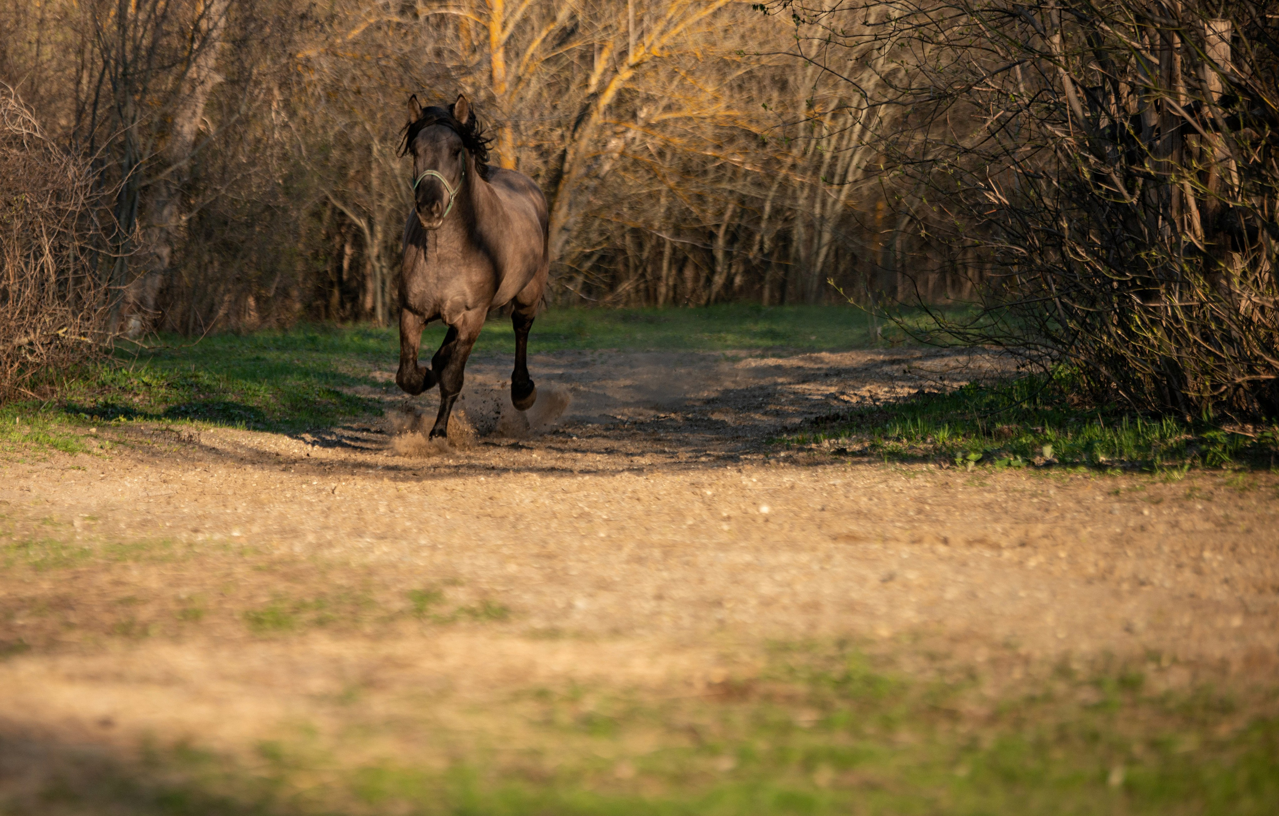Вятка Исток. Конный фотограф в Саратове Юлия Иванова