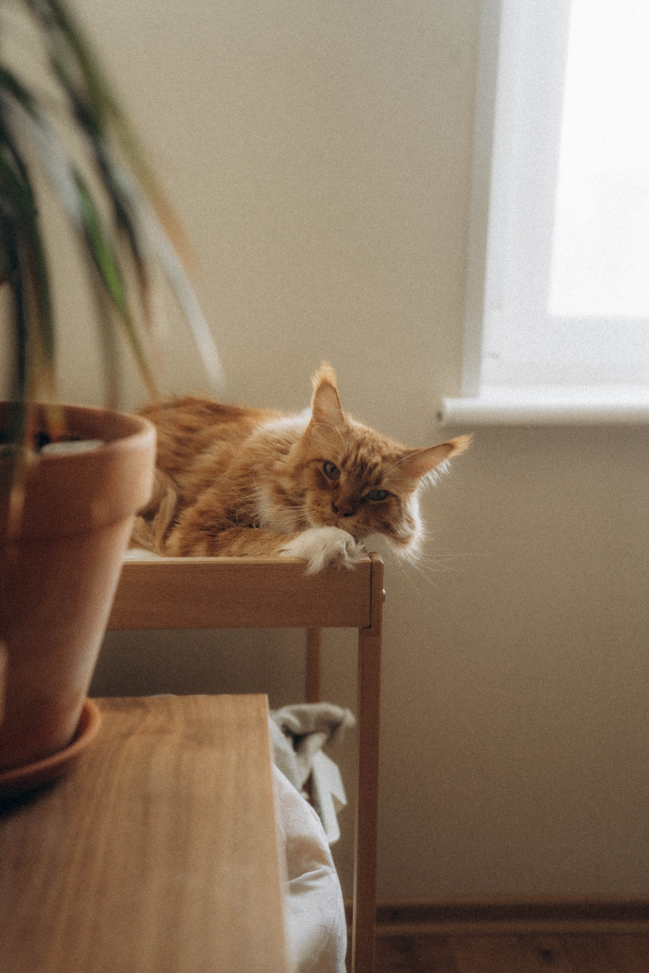 Аврора. Фотограф Москва Селюкова Юлия