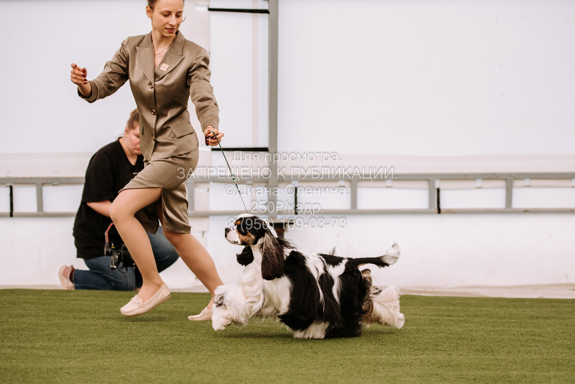 Выставка собак Красноярск 2.06. Фотограф Диана Оленина Красноярск / Братск