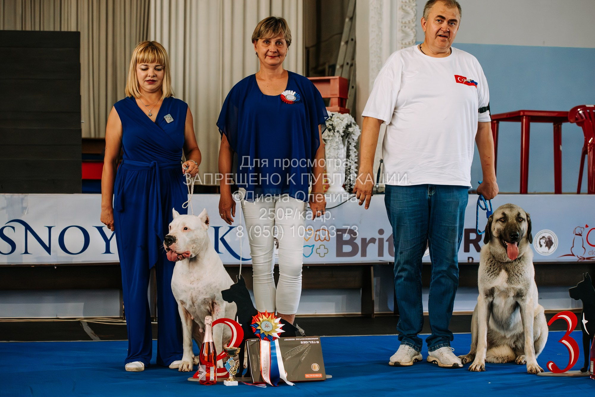 Национальная выставка собак всех пород ранга САС-IKU «Кубок Красноярск. Фотограф Диана Оленина Красноярск / Братск
