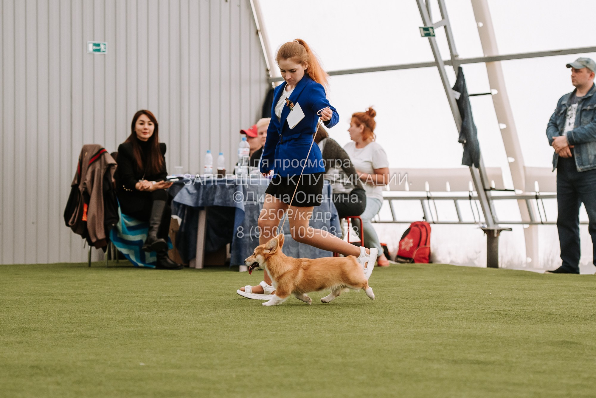Выставка собак Красноярск 2.06. Фотограф Диана Оленина Красноярск / Братск