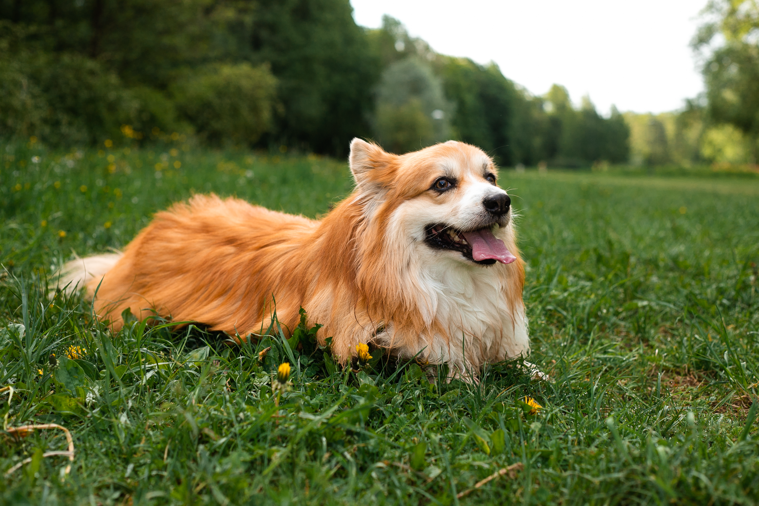 Фотосессия корги. Художественный фотограф в Санкт-Петербурге Елизавета Чева