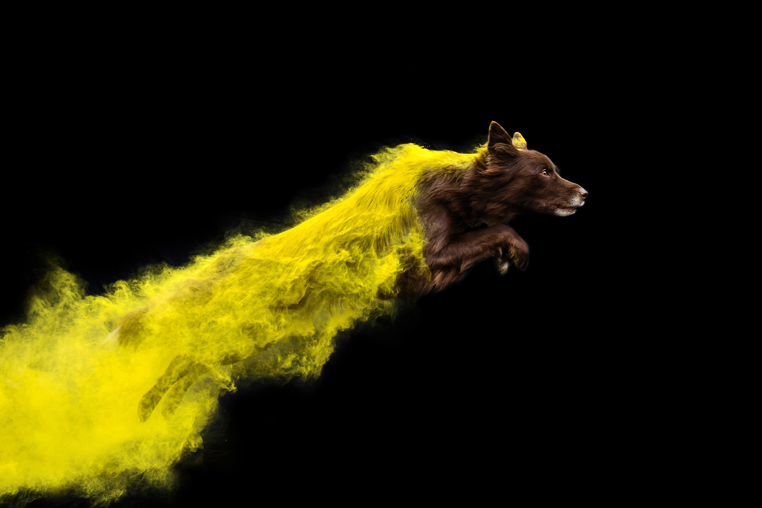 Пиксель и Зола