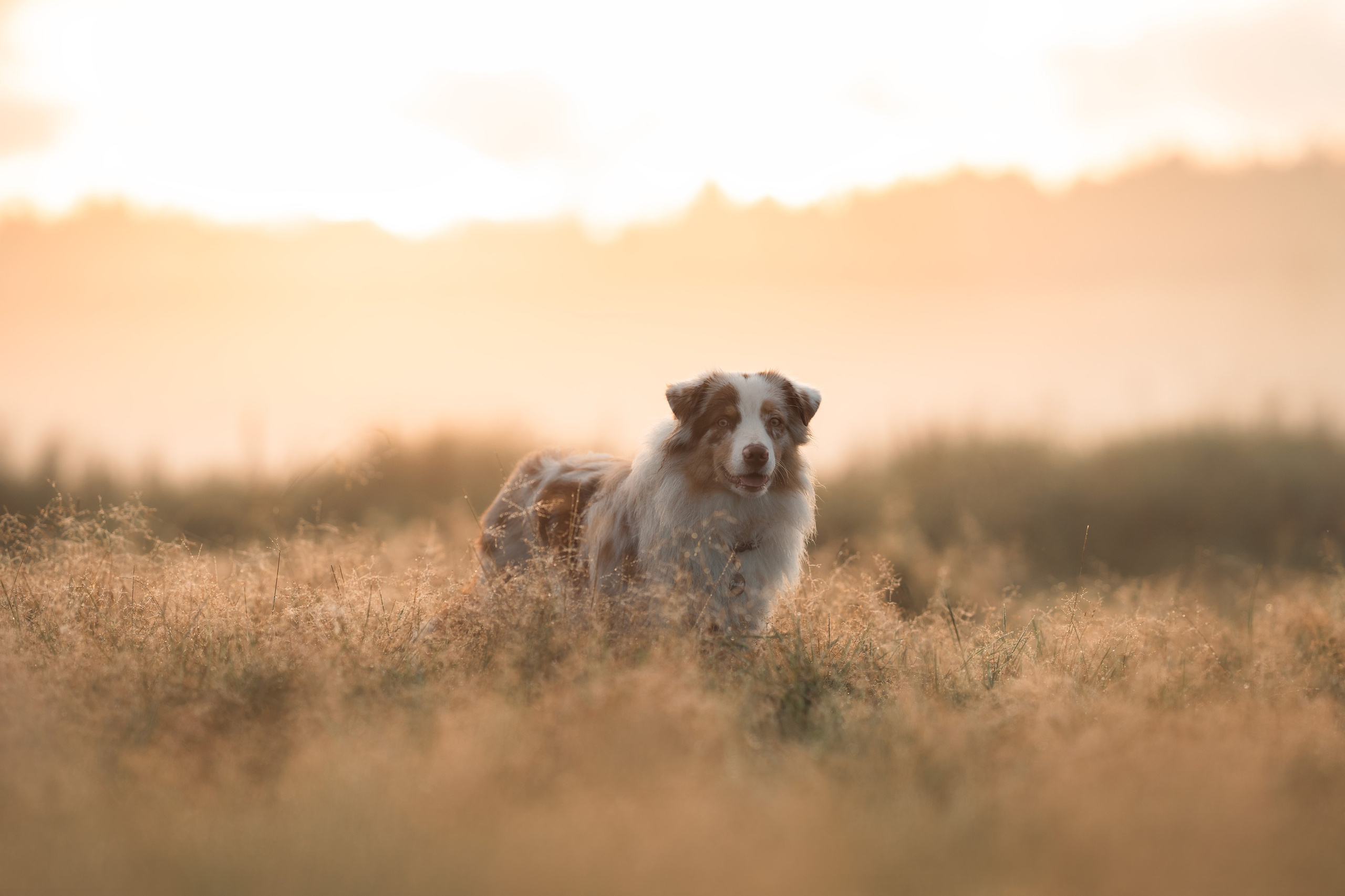 Яна и Панда. Фотограф анималист