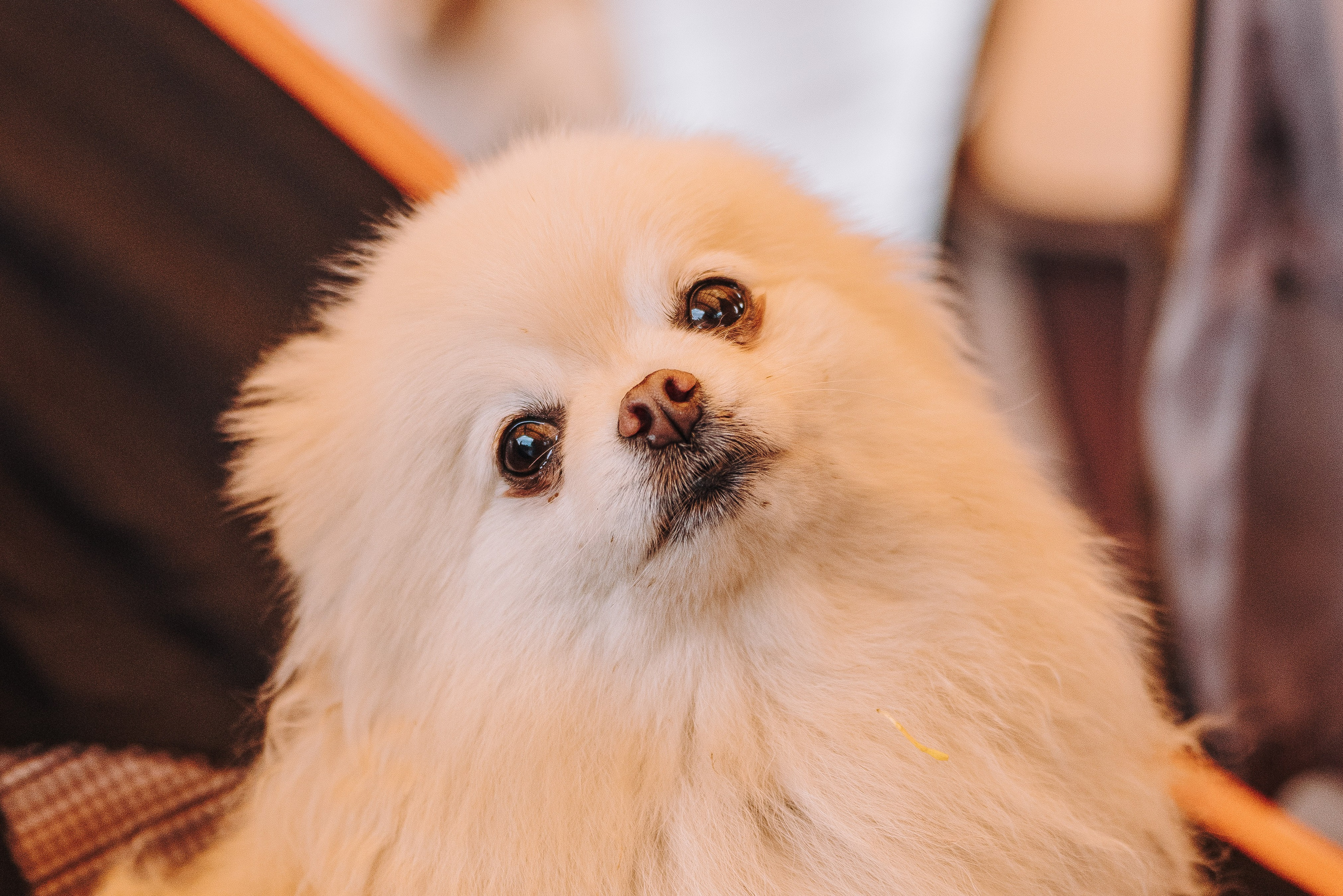 Соревнования по ноузворку в Лосево. Фотограф анималист в Спб недорого Олеся Майорова