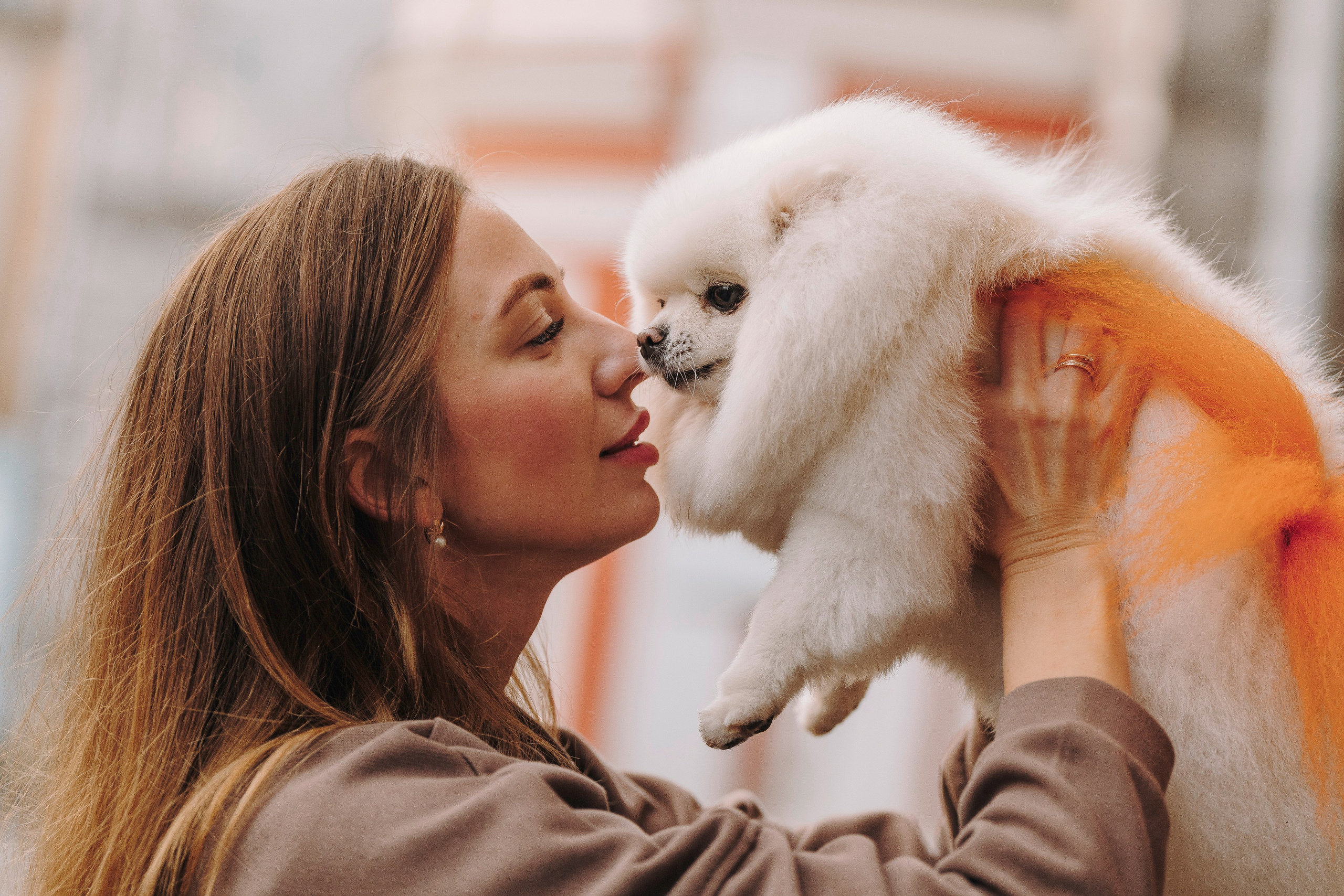 Фотосессия с померанским шпицем. Фотограф анималист в Спб недорого Олеся Майорова
