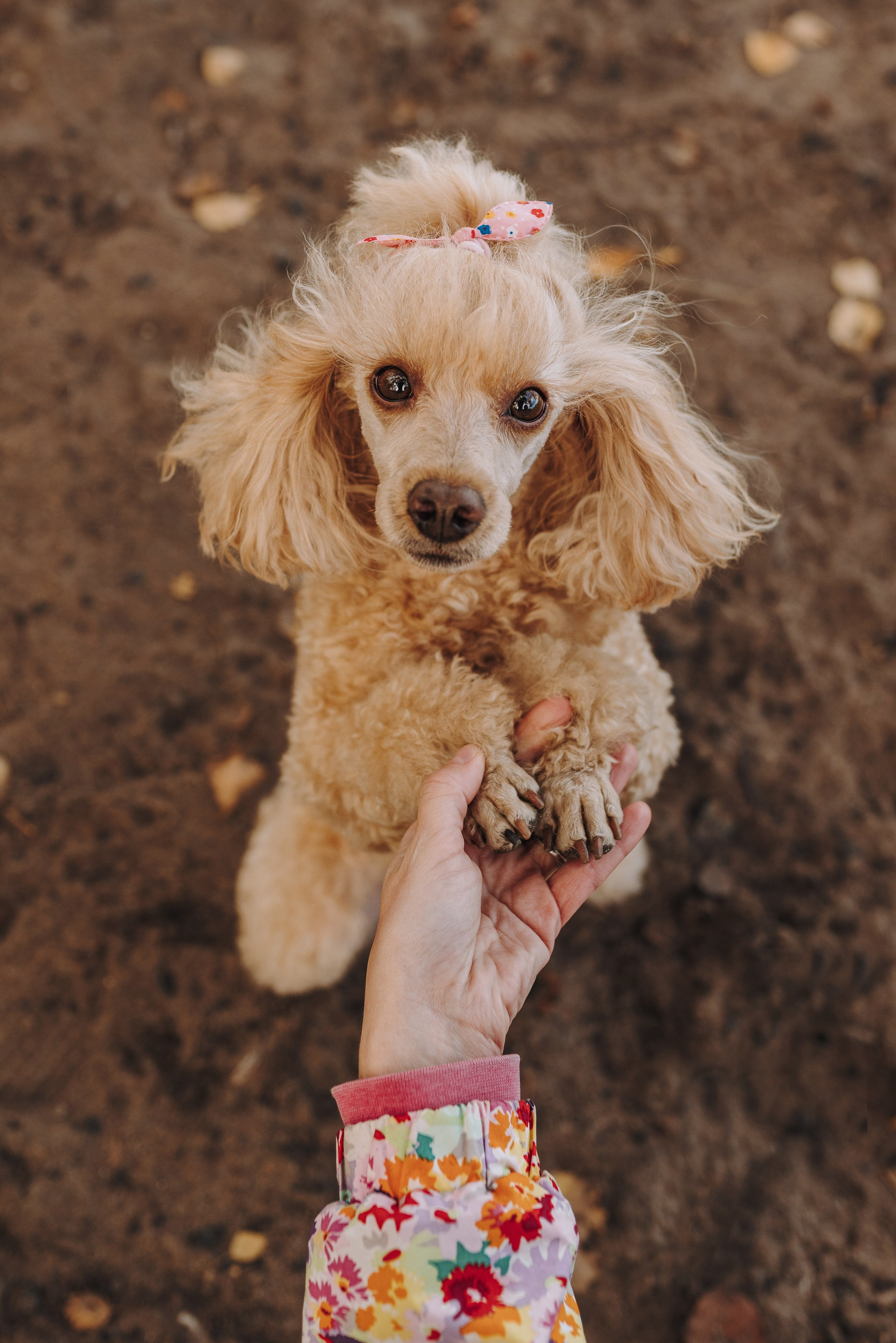 Фотосессия с собакой на пляже. Фотограф анималист в Спб недорого Олеся Майорова