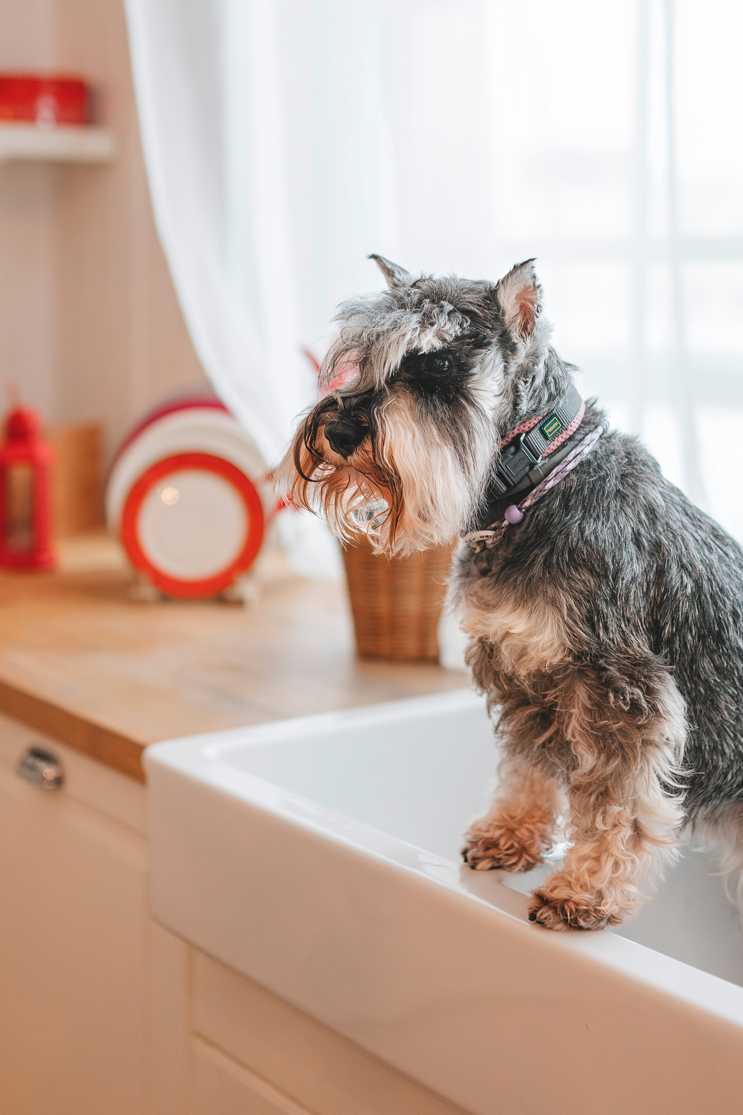 Ольга и Сатори. Фотограф анималист в Спб недорого Олеся Майорова