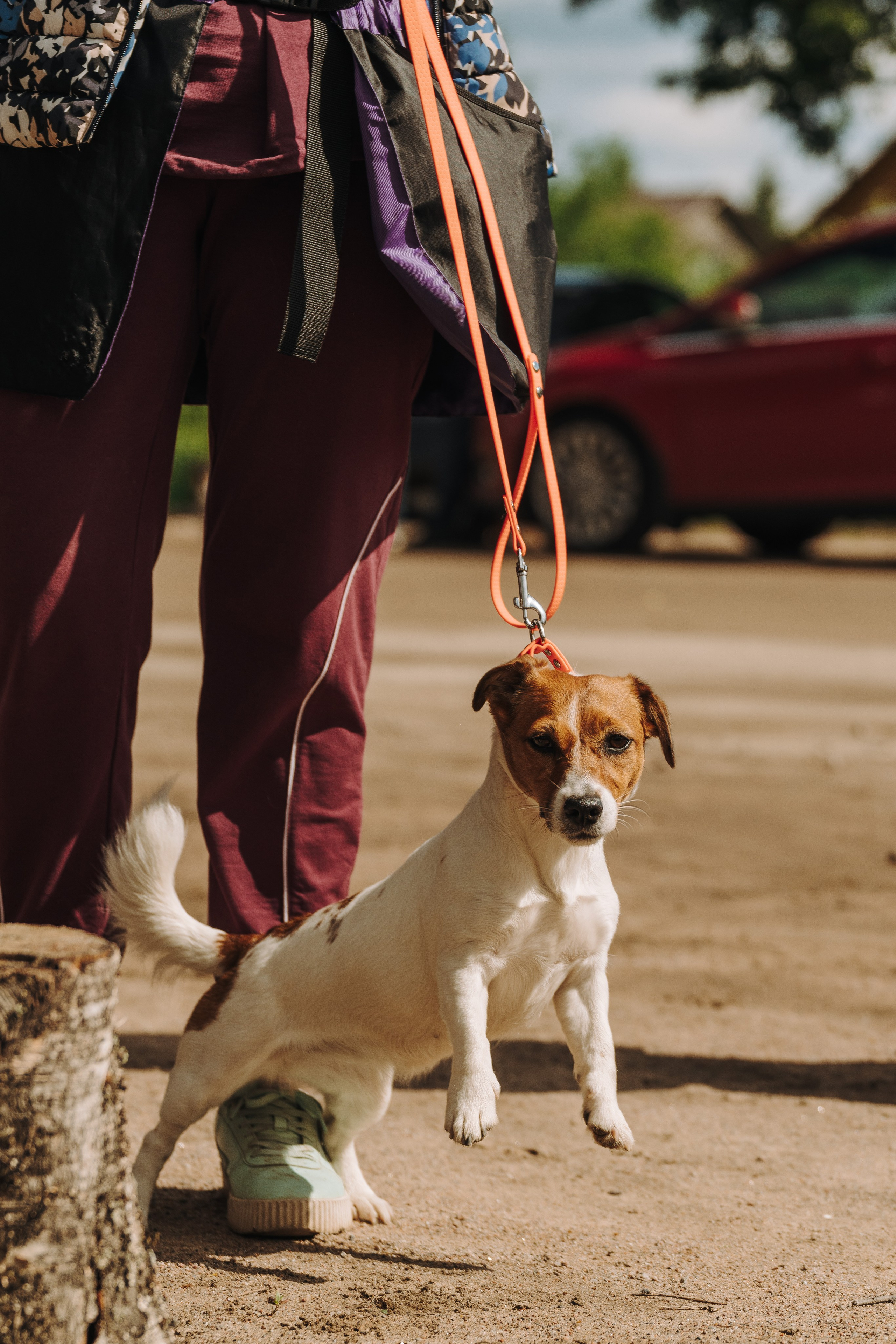 Соревнования по ноузворку. Фотограф анималист в Спб недорого Олеся Майорова