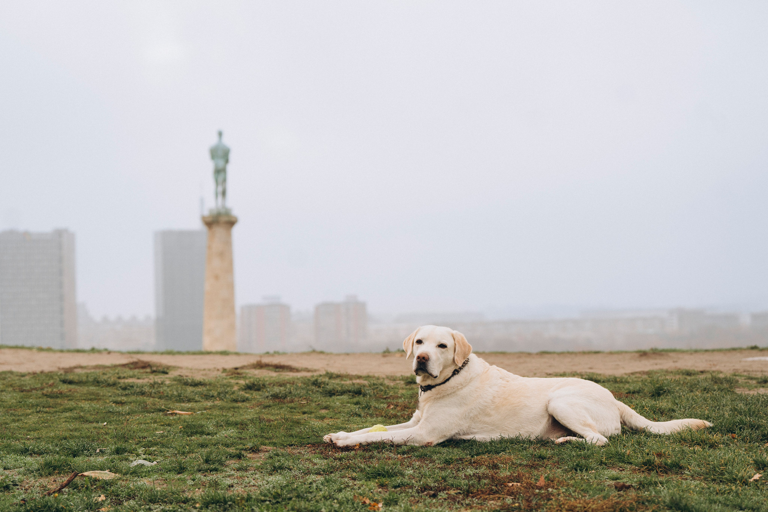Вати, Лена и Леван. Фотограф анималист в Спб недорого Олеся Майорова