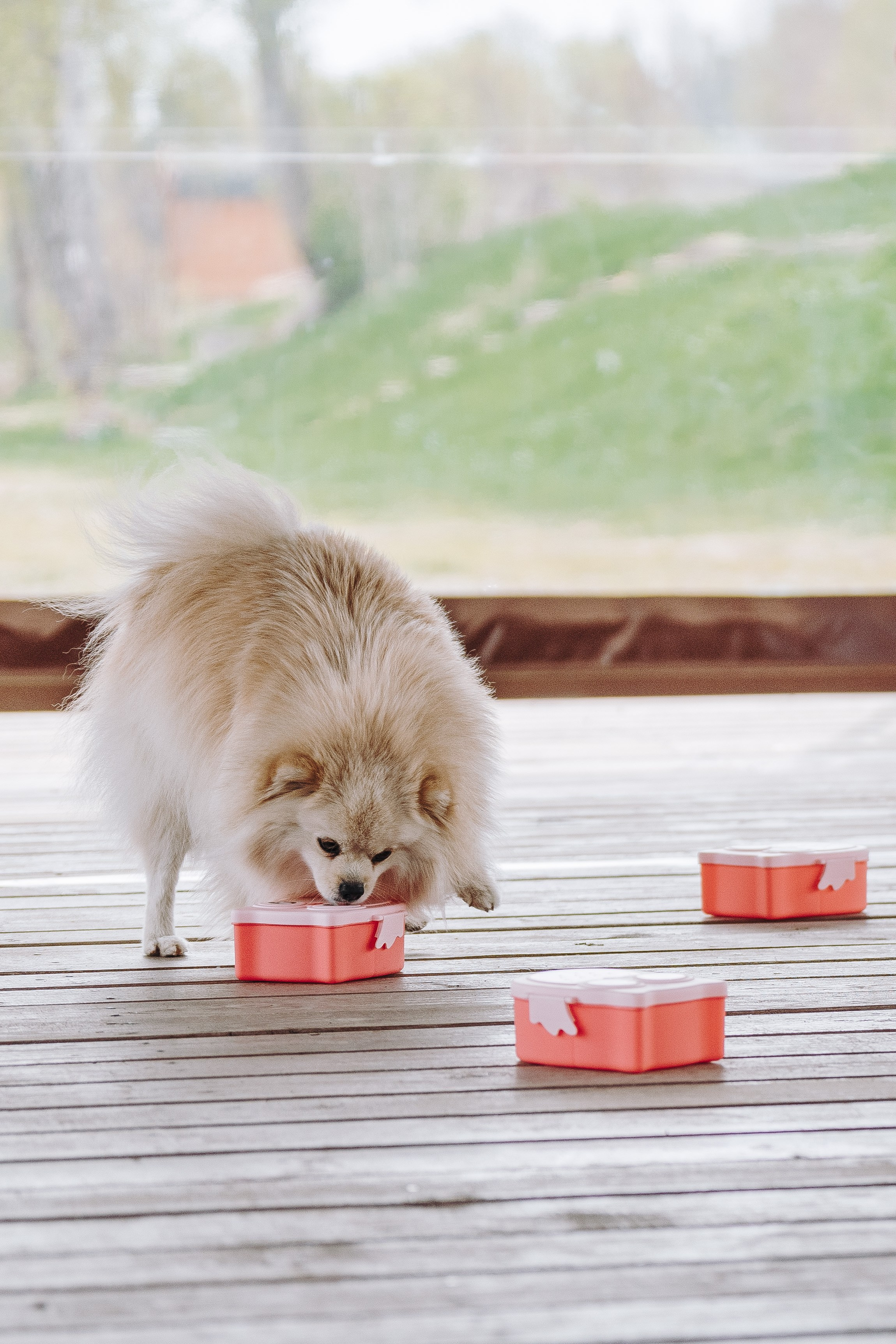 Соревнования по ноузворку в Лосево. Фотограф анималист в Спб недорого Олеся Майорова