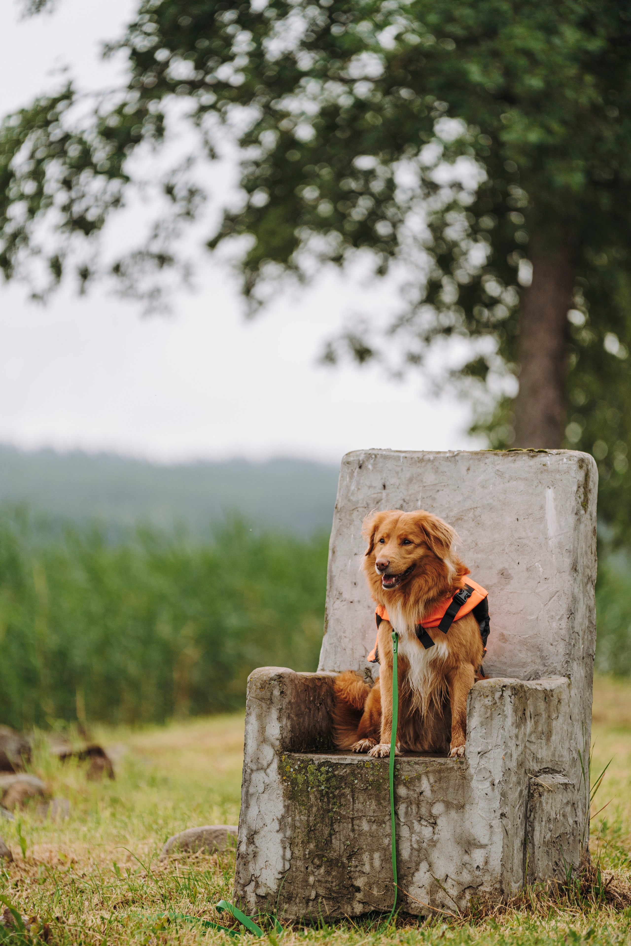 Катание на сапах с собаками. Фотограф анималист в Спб недорого Олеся Майорова