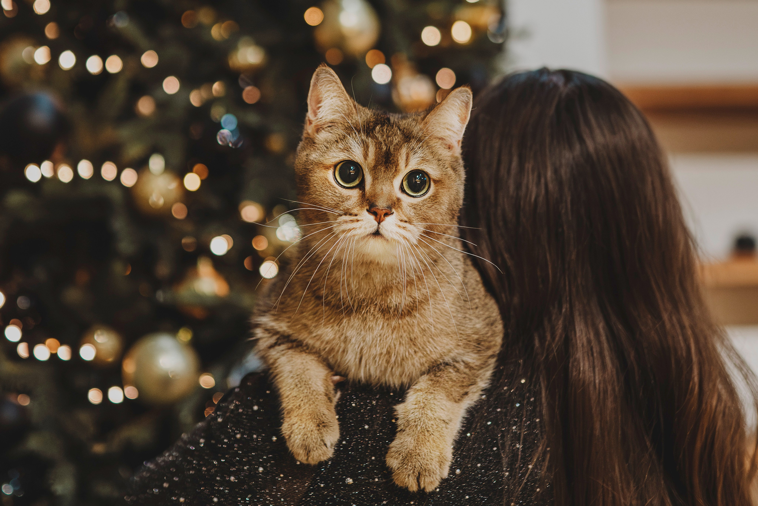 Аня, Андуин и Тесс. Фотограф анималист в Спб недорого Олеся Майорова