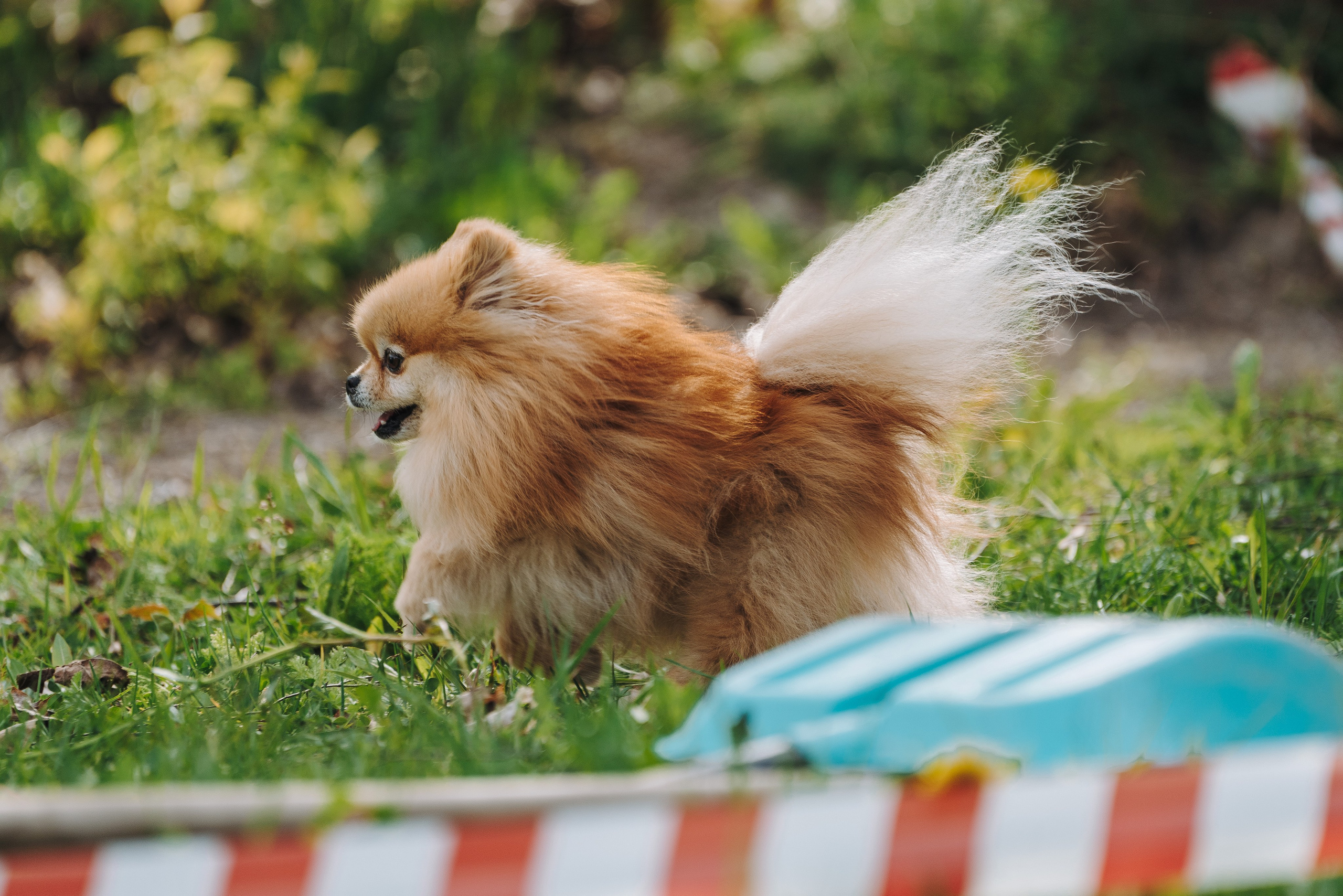 Соревнования по ноузворку в Лосево. Фотограф анималист в Спб недорого Олеся Майорова