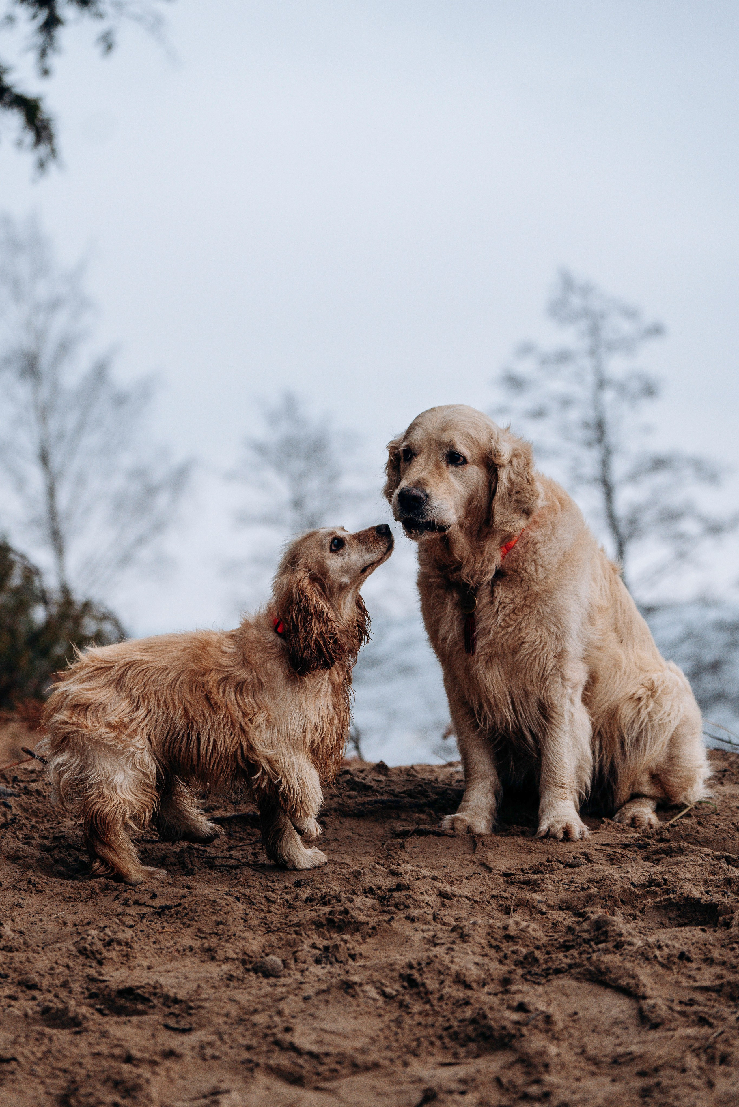 Асти, Крис и Александра. Фотограф анималист в Спб недорого Олеся Майорова