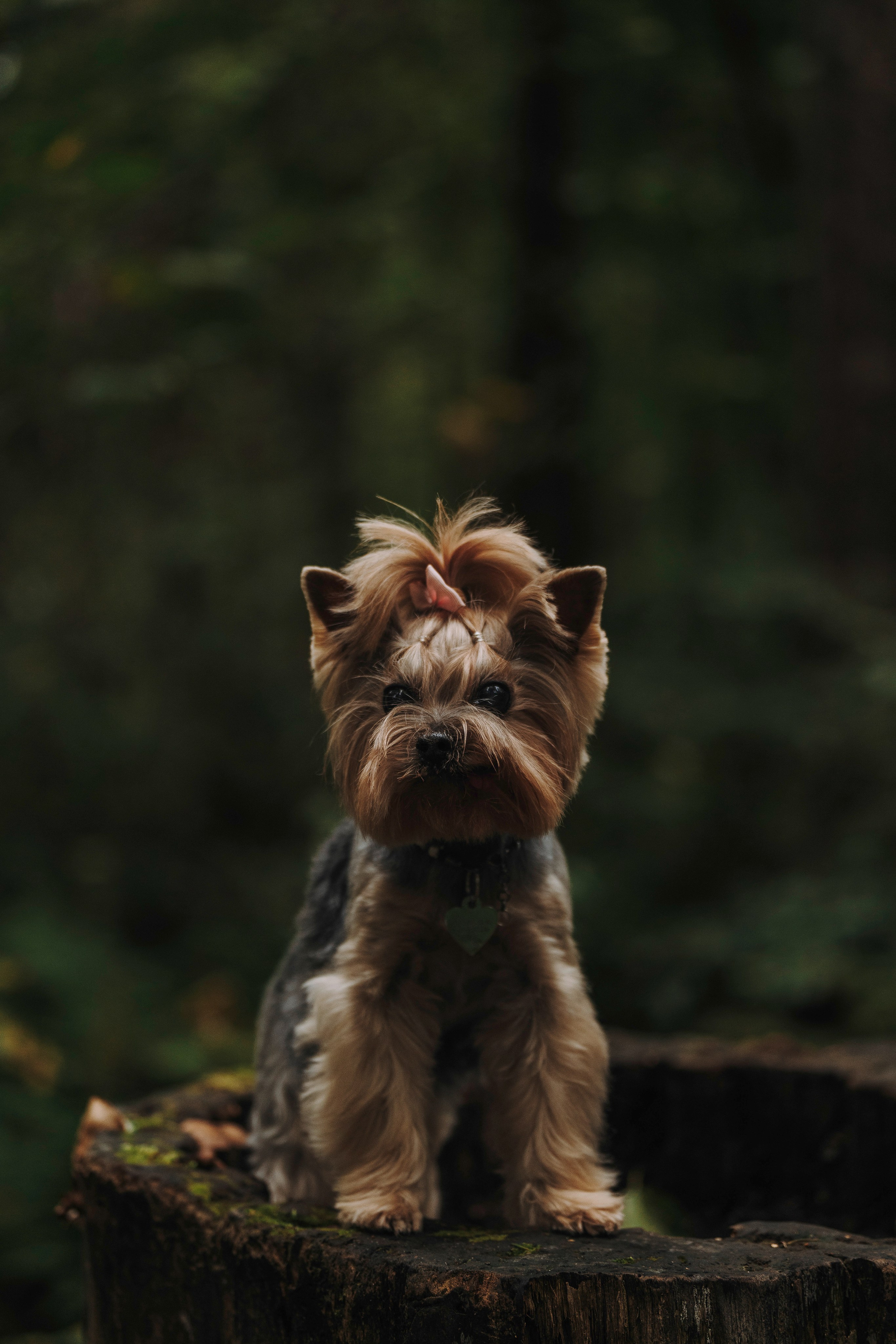 Евгения и Маруся. Фотограф анималист в Спб недорого Олеся Майорова