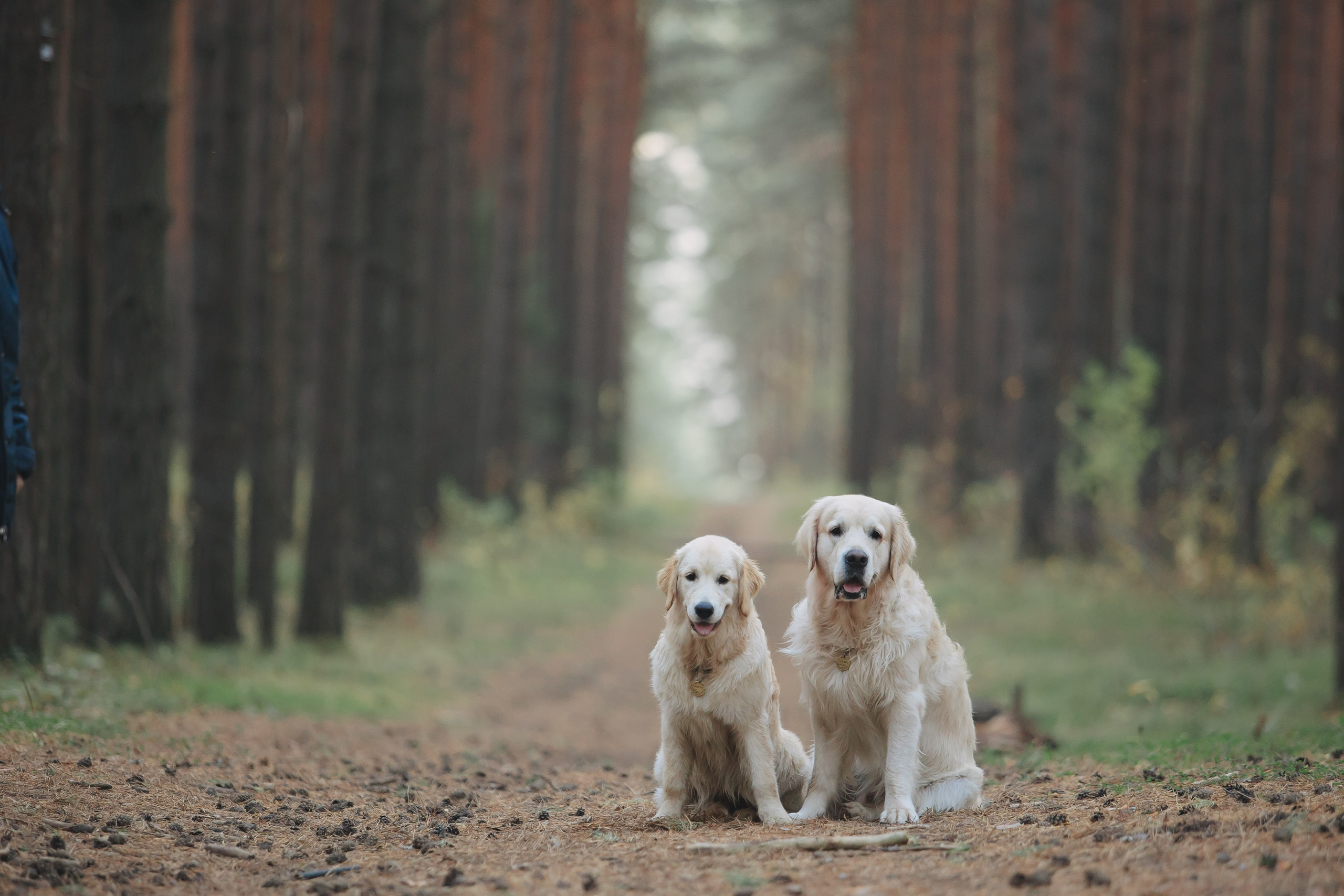 Снежик и Веста. Свадебный и женский фотограф
