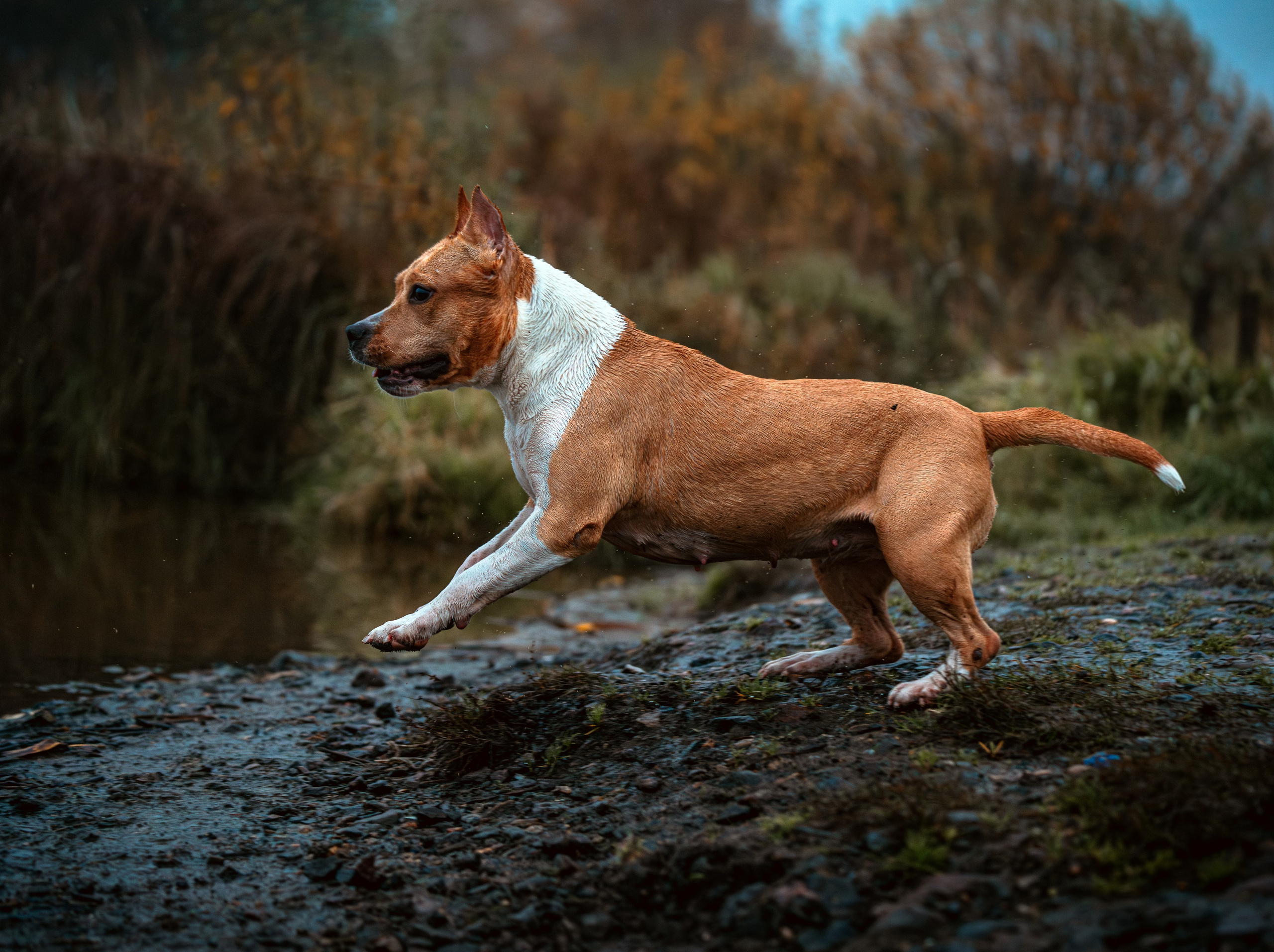 Фотограф-анималист, семейный фотограф в Москве и Подмосковье. Фотосъёмка кинологических дисциплин