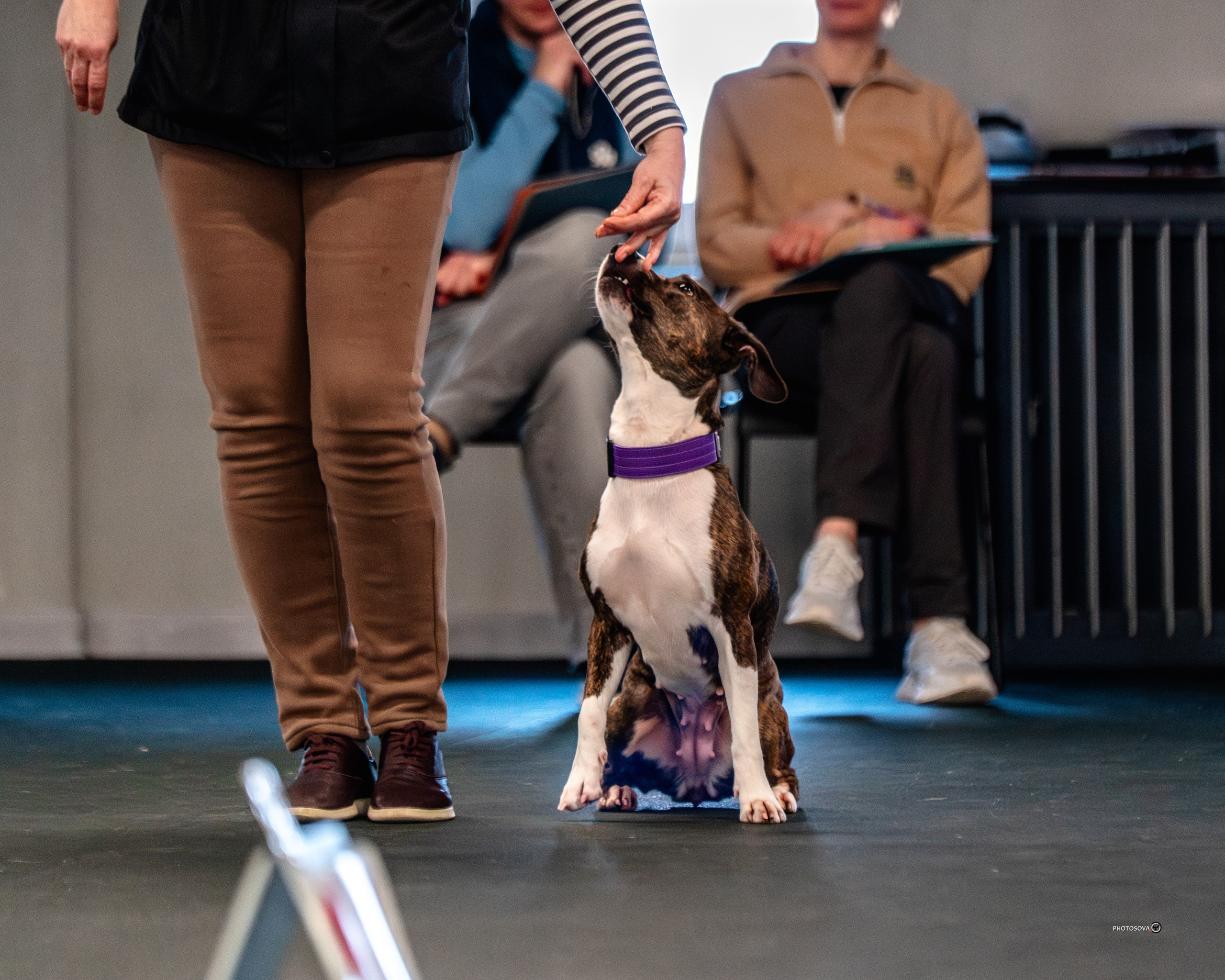 ТЫ И Я (соревнования по ралли-обидиенс). Фотограф-анималист, семейный фотограф в Москве и Подмосковье. Фотосъёмка кинологических дисциплин