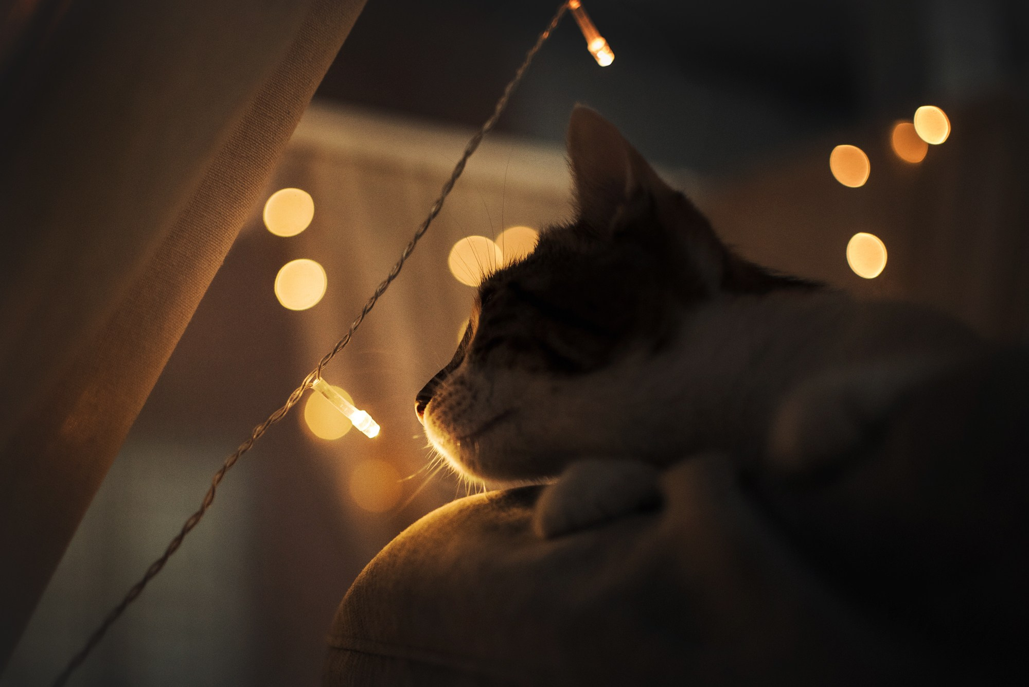 Cats: looking for a home and adopted. Photos of you and your pet