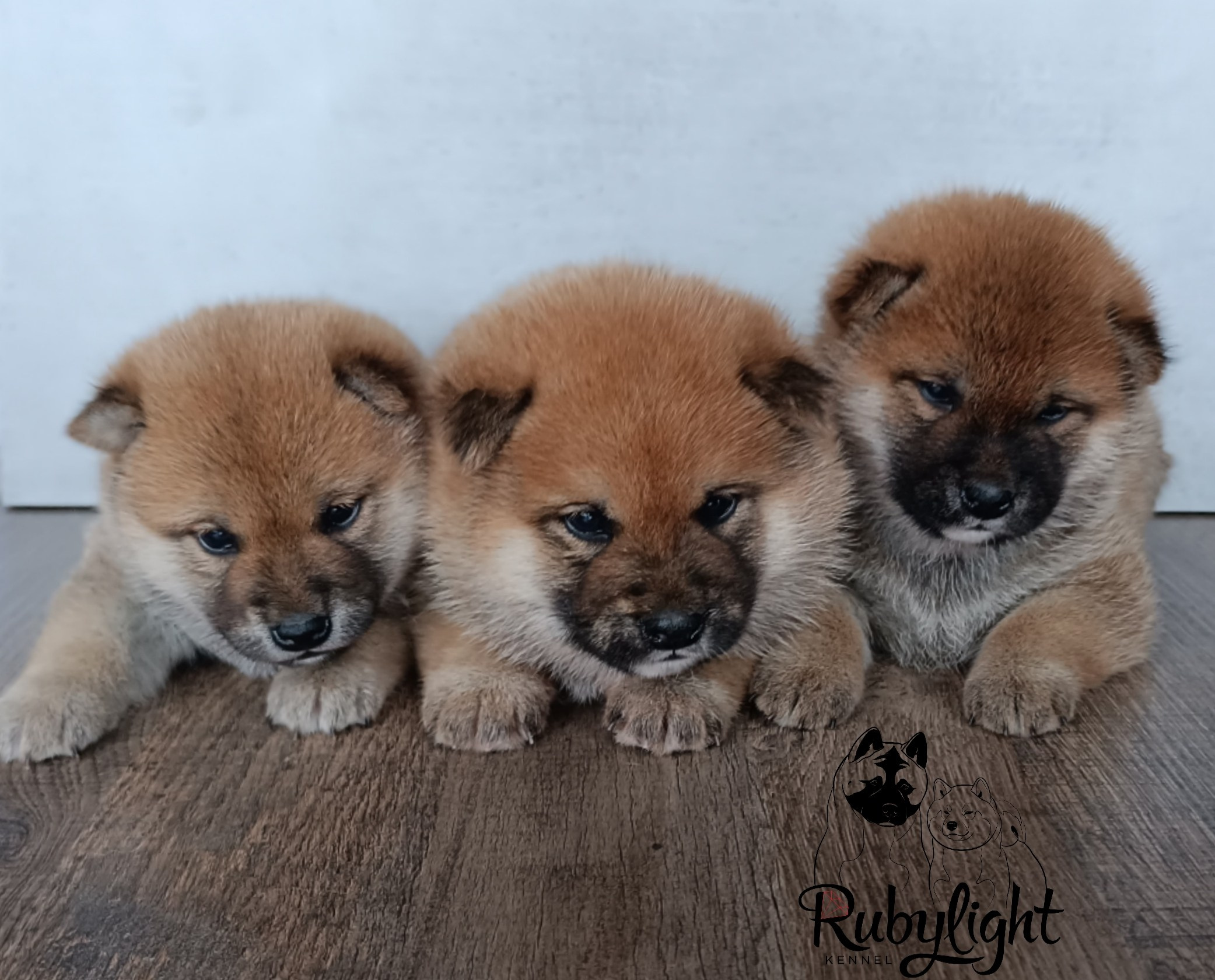 Сиба Помёт Е питомник Рубилайт