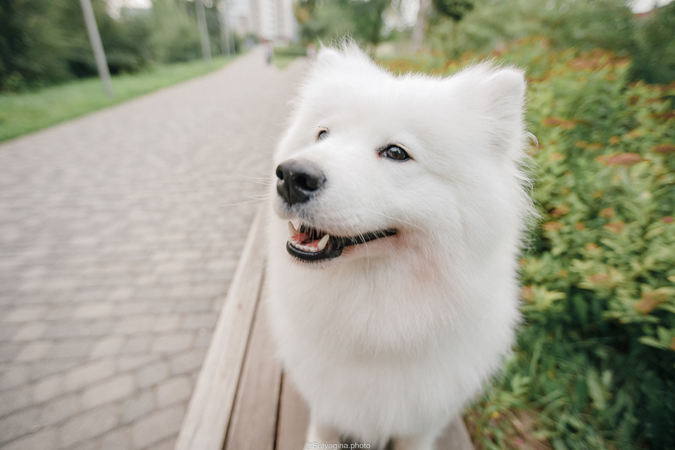 Самоед Рея. Свадебный и женский фотограф