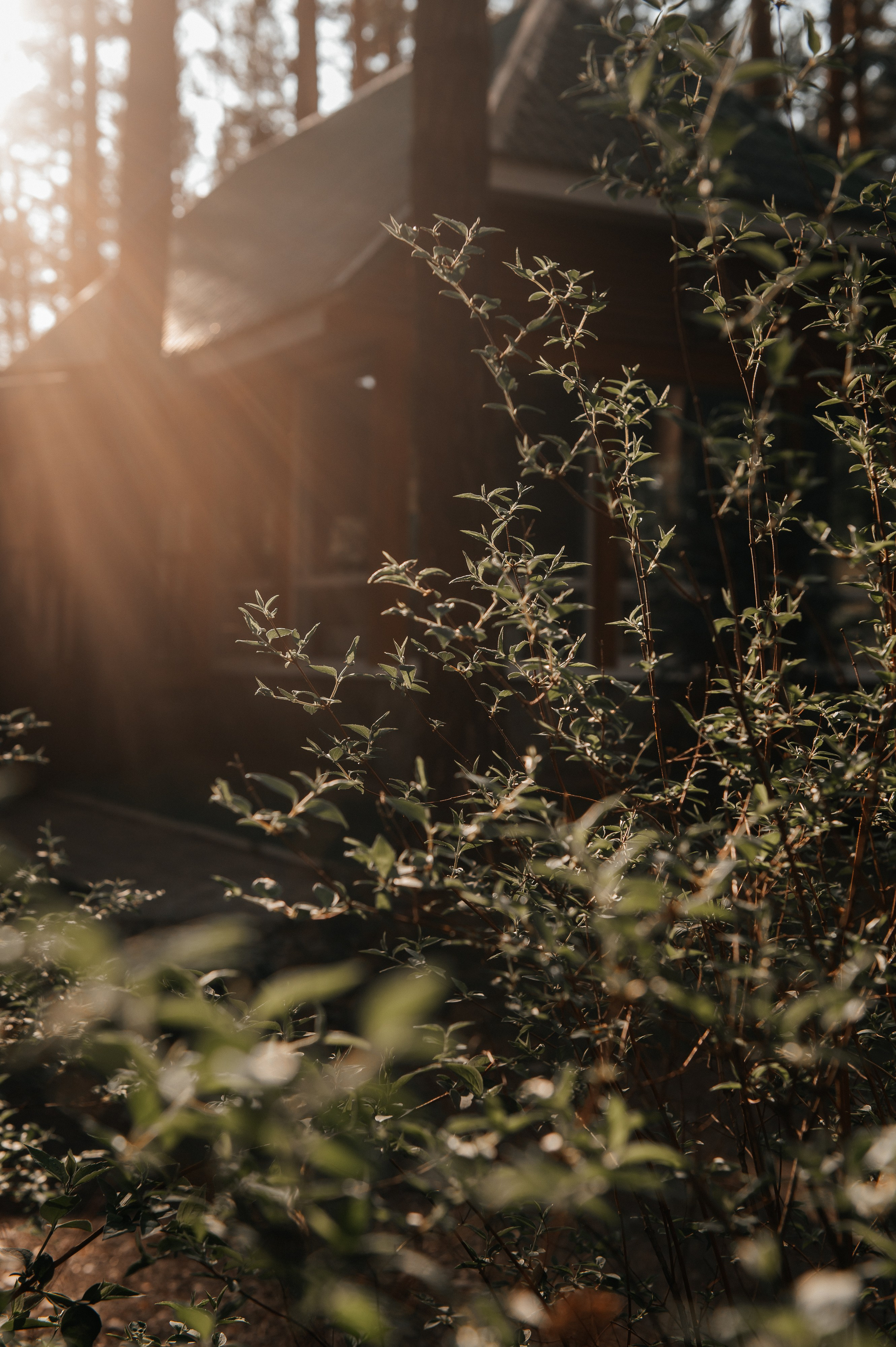 База «Бирюза». Свадебная  съемка на Алтае