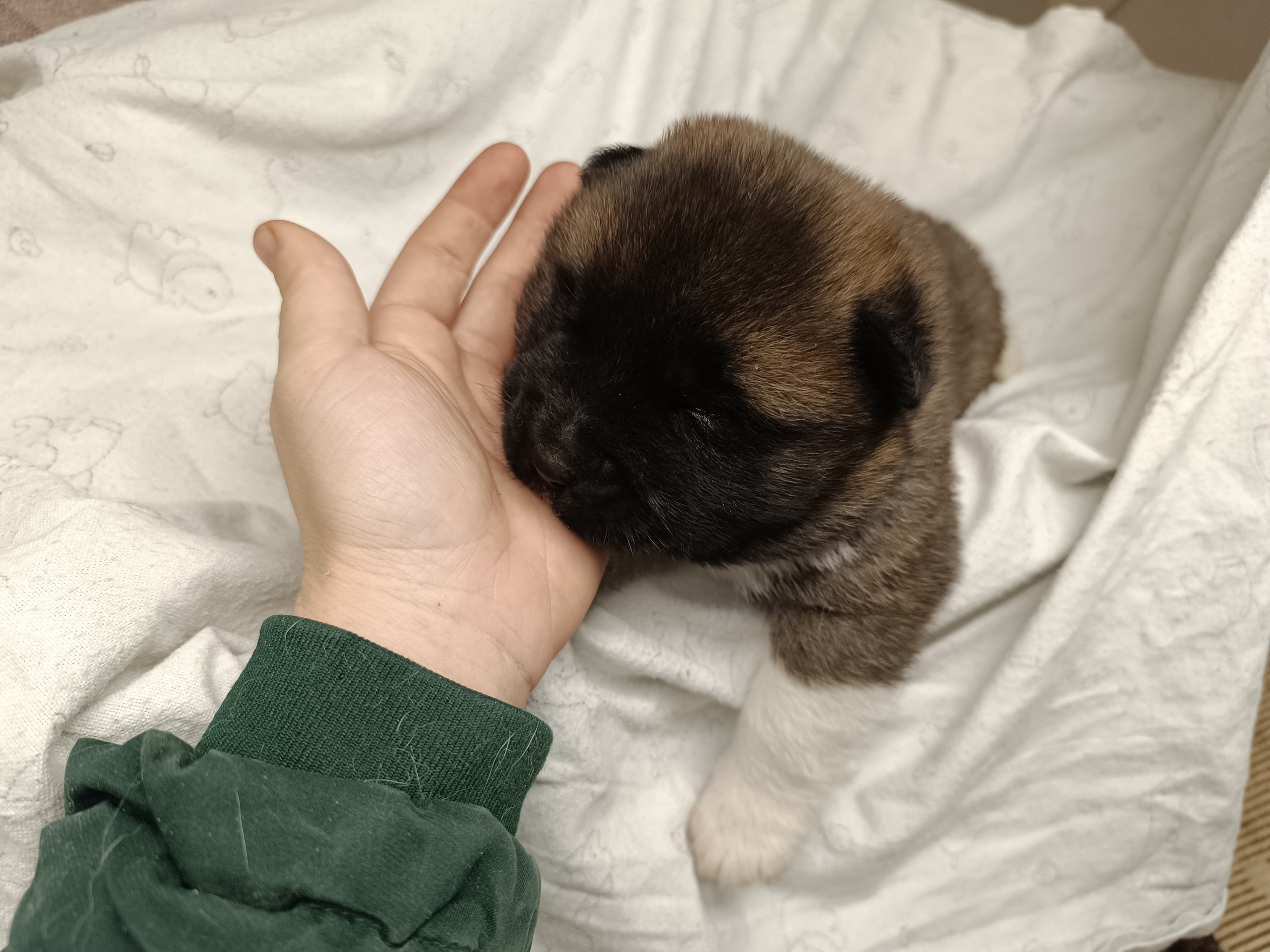 Американская акита  щенки питомник Санкт-Петербург клубные щенки Американская акита питомник RUBYLIGHT Рубилайт купить щенка американской акиты