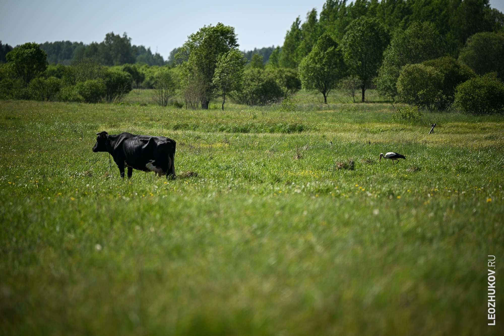 Rally Pskov 2024. Sports photographer Leonid Zhukov