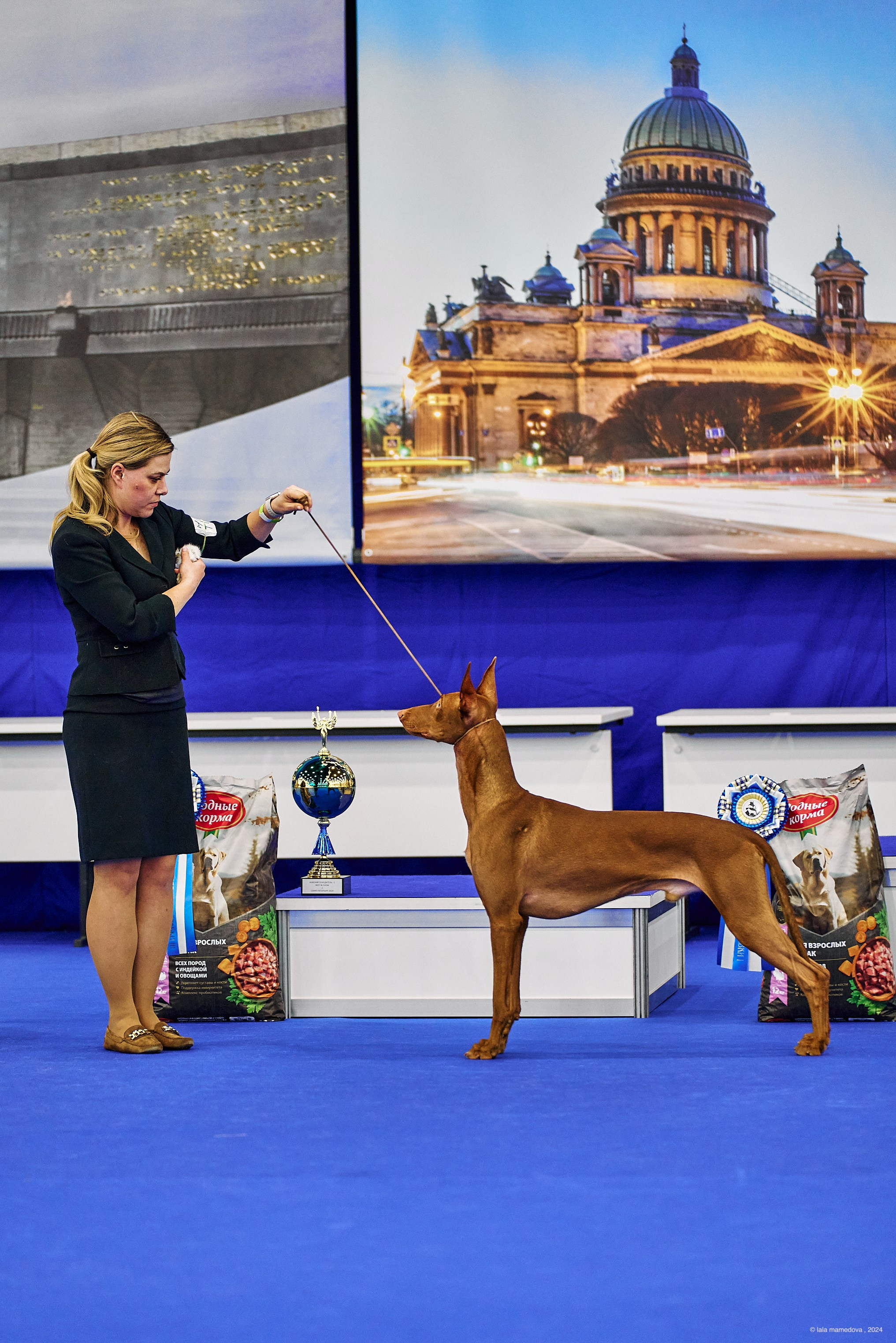 РЕЙТИНГОВАЯ ВЫСТАВКА СОБАК ВСЕХ ПОРОД С ОСОБЫМ СТАТУСОМ"НЕВСКИЙ ПОБЕДИТЕЛЬ-2024-1"