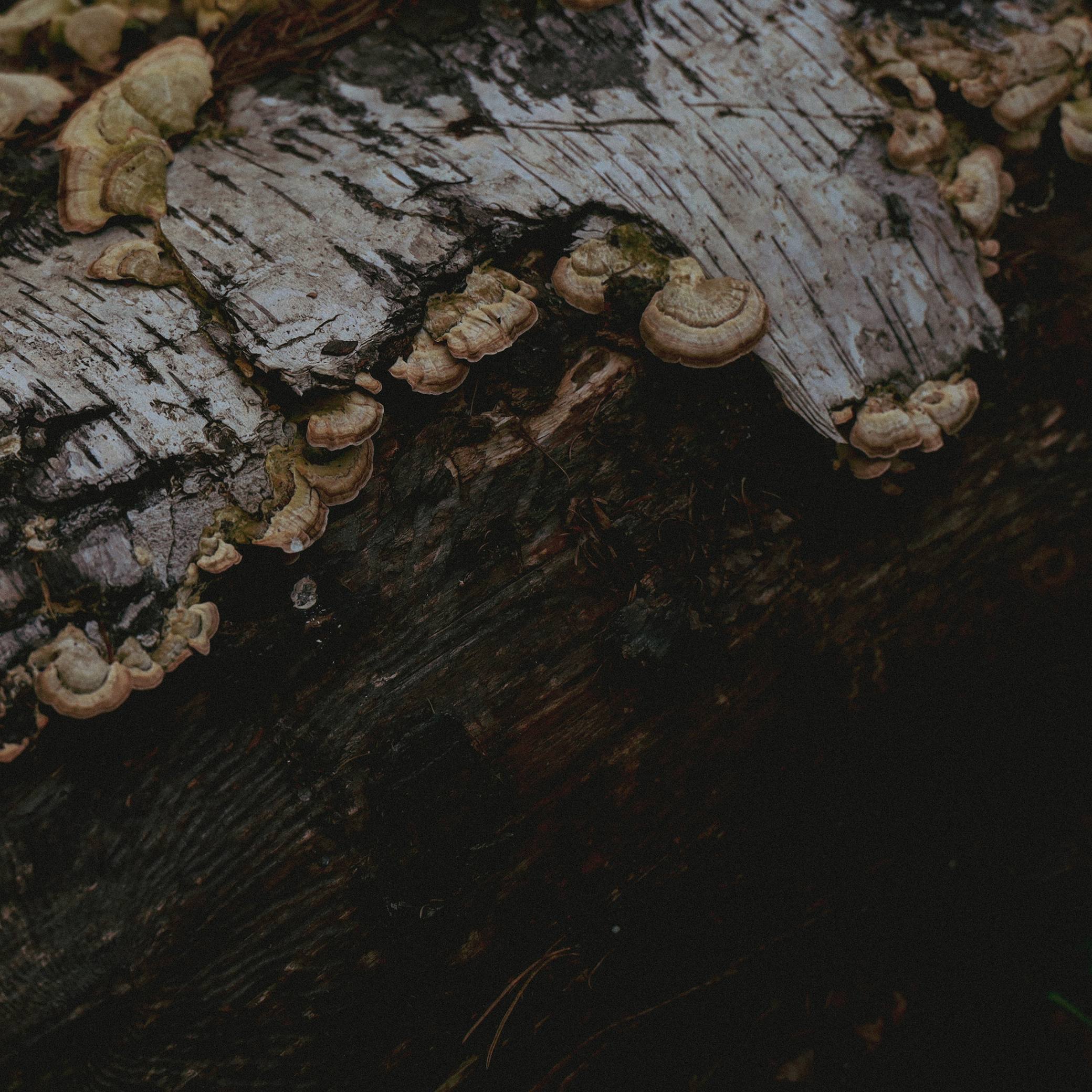 Summer hike. Фотограф/дизайнер в Екатеринбурге Хитрый Дмитрий