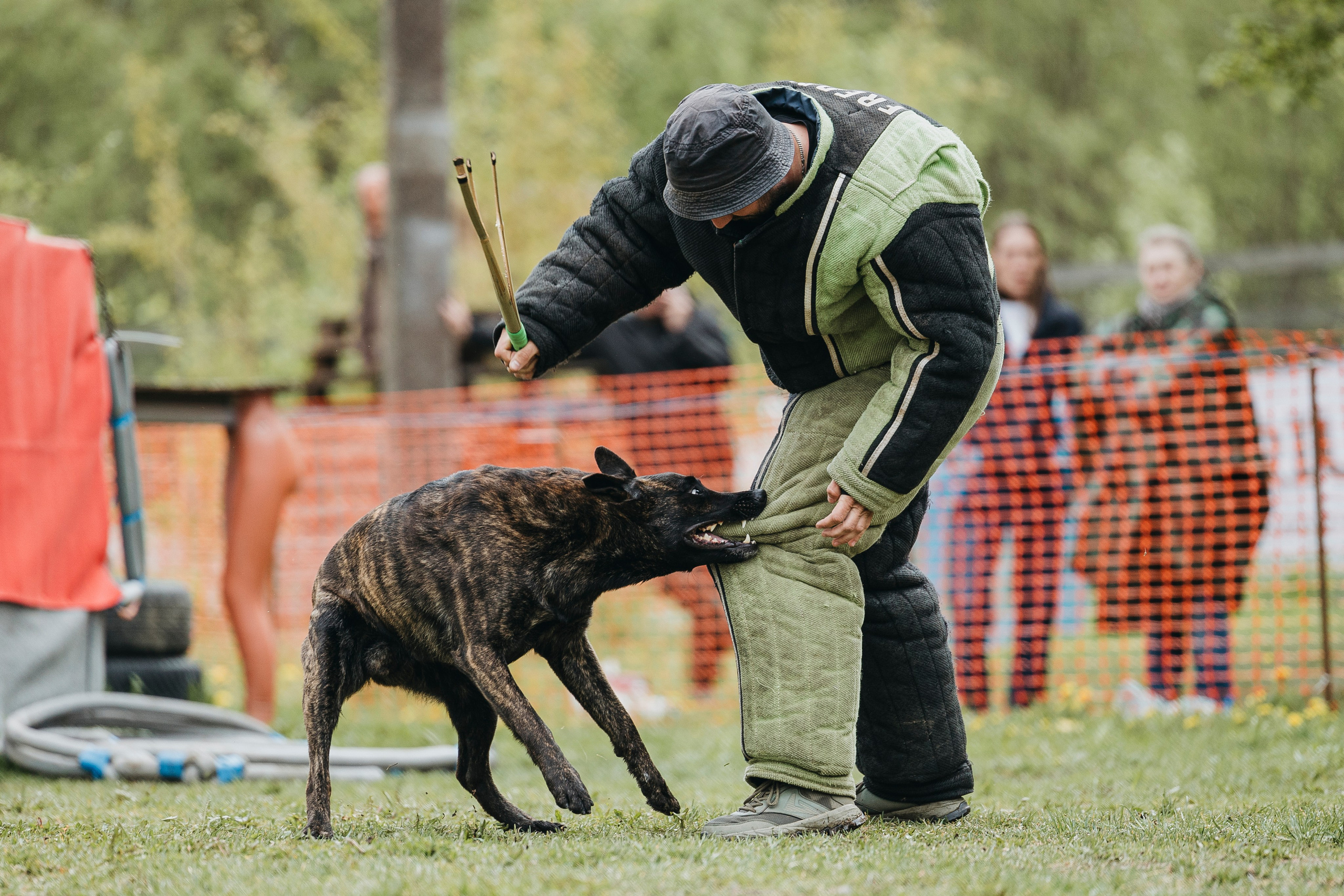 26.05.25 г. Пушкин квалификационные соревнования. Фотограф-анималист Анна Маринич