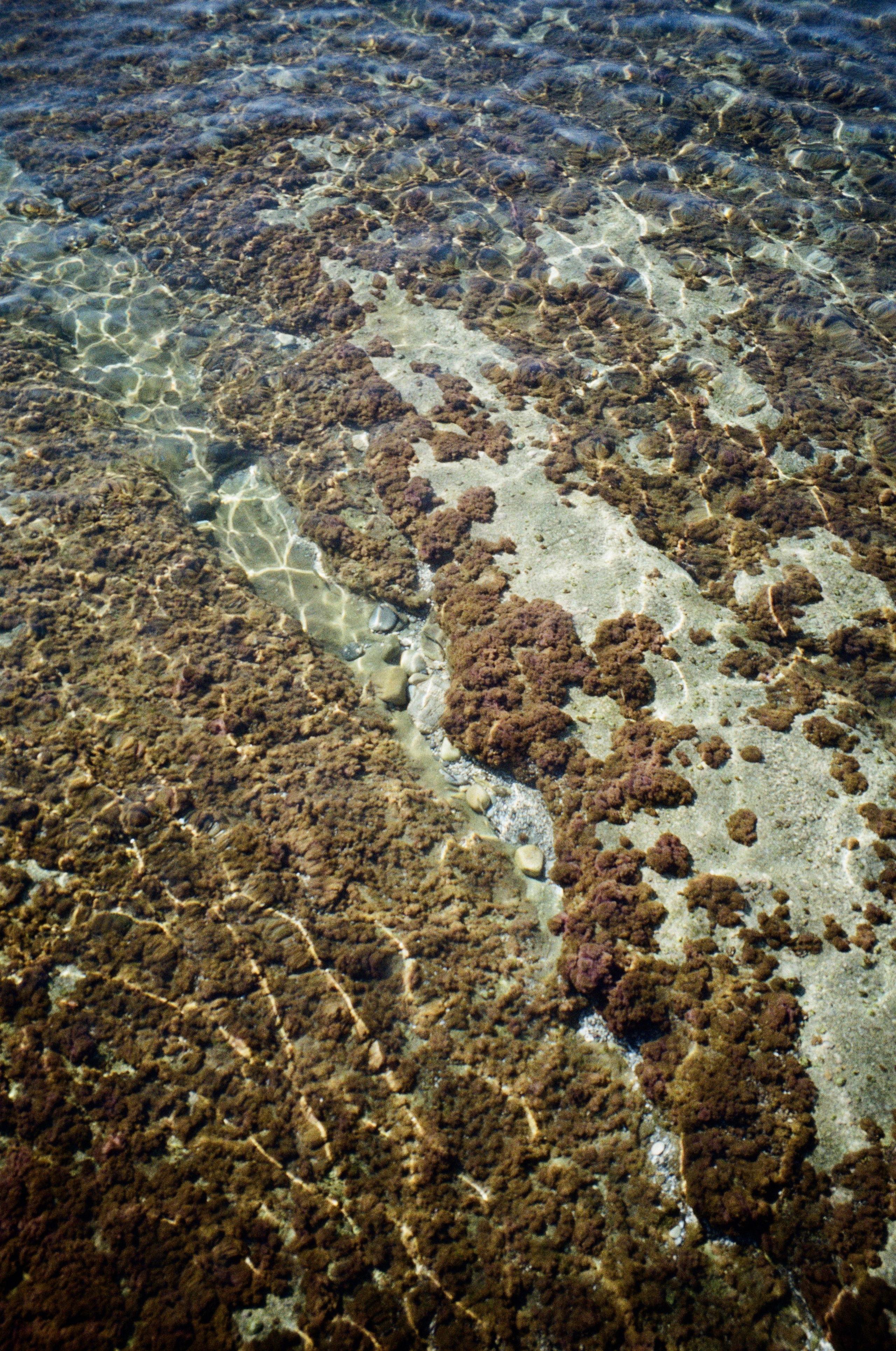 Grain. Artem Khusainov