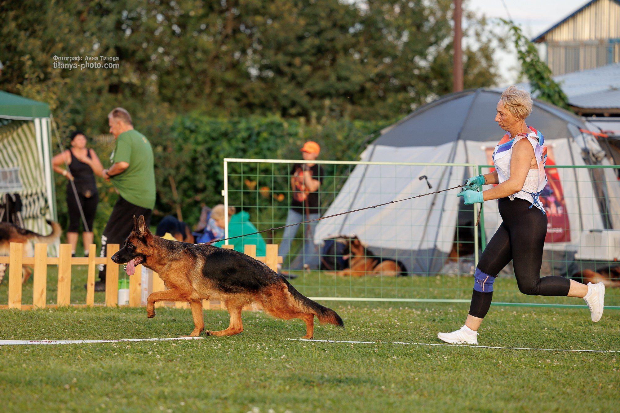Немецкие овчарки: фото из рингов и вне ринга, мутпроба (фотографии с выставок). Фотограф собак, фотограф-анималист Аня Титова (Titanya). Москва