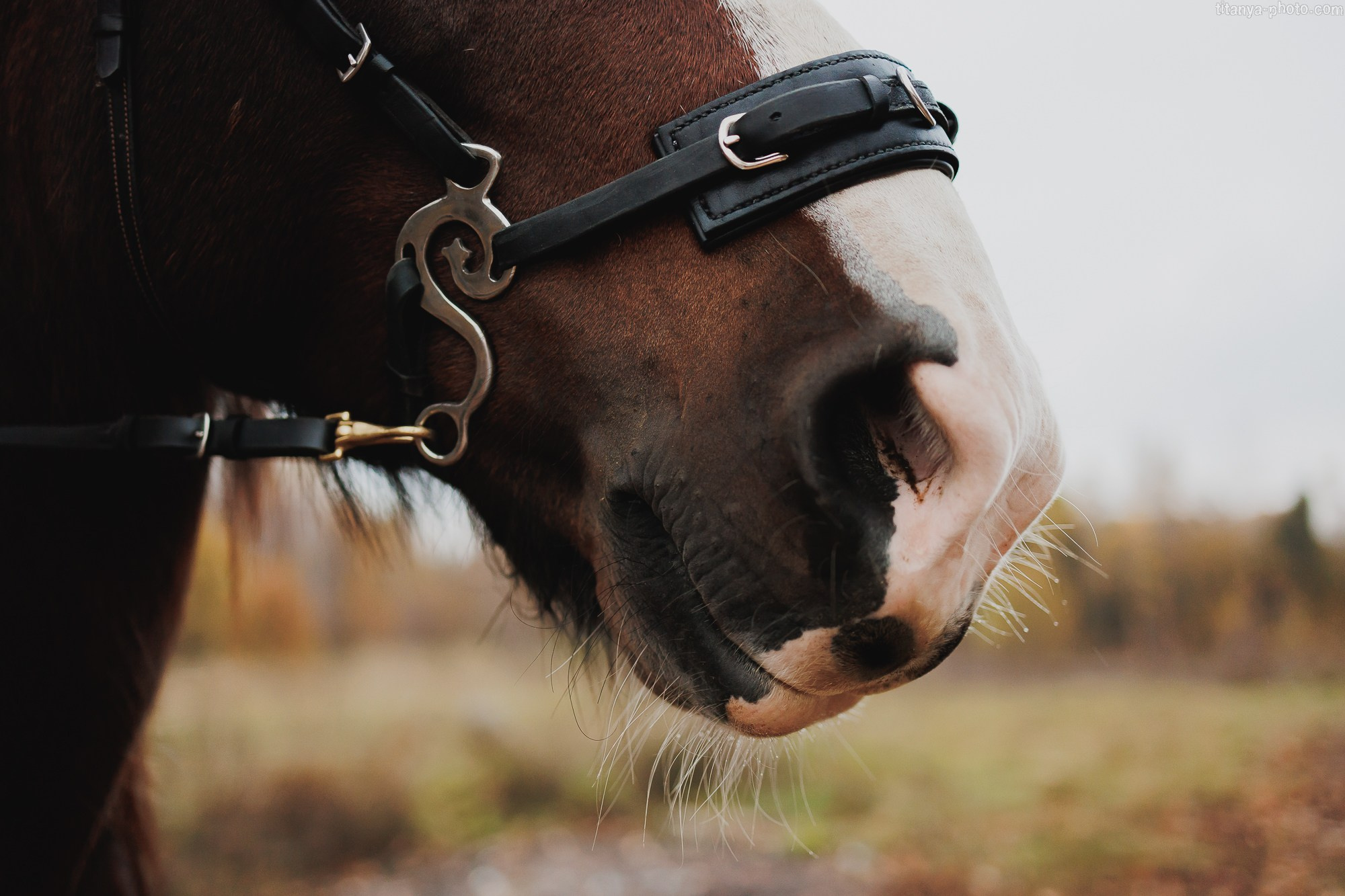 Анастасия и Инжир. Фотограф собак, фотограф-анималист Аня Титова (Titanya). Москва