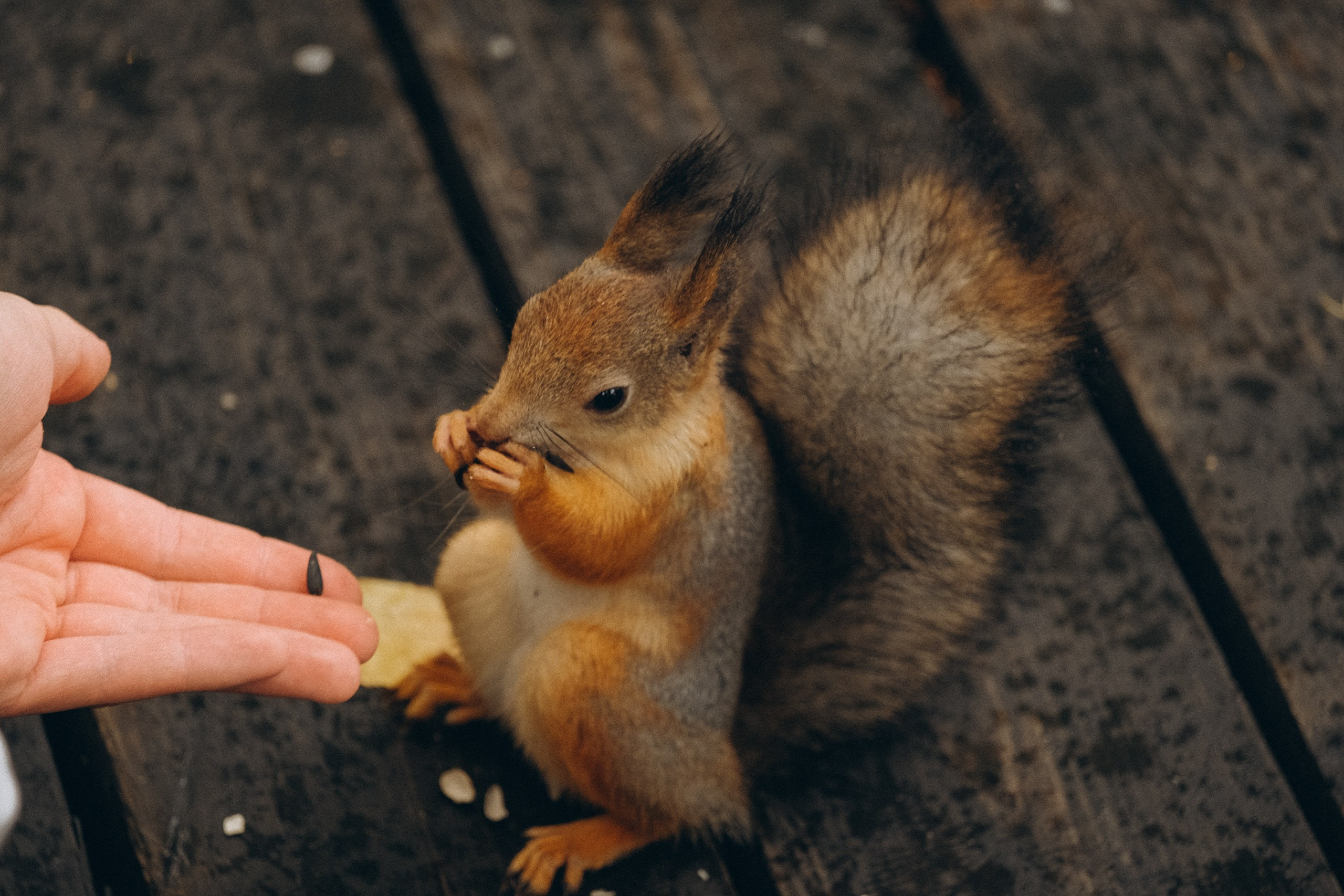 День рождения малышки. Профессиональный фотограф, Санкт-Петербург — Виктория Богомолова