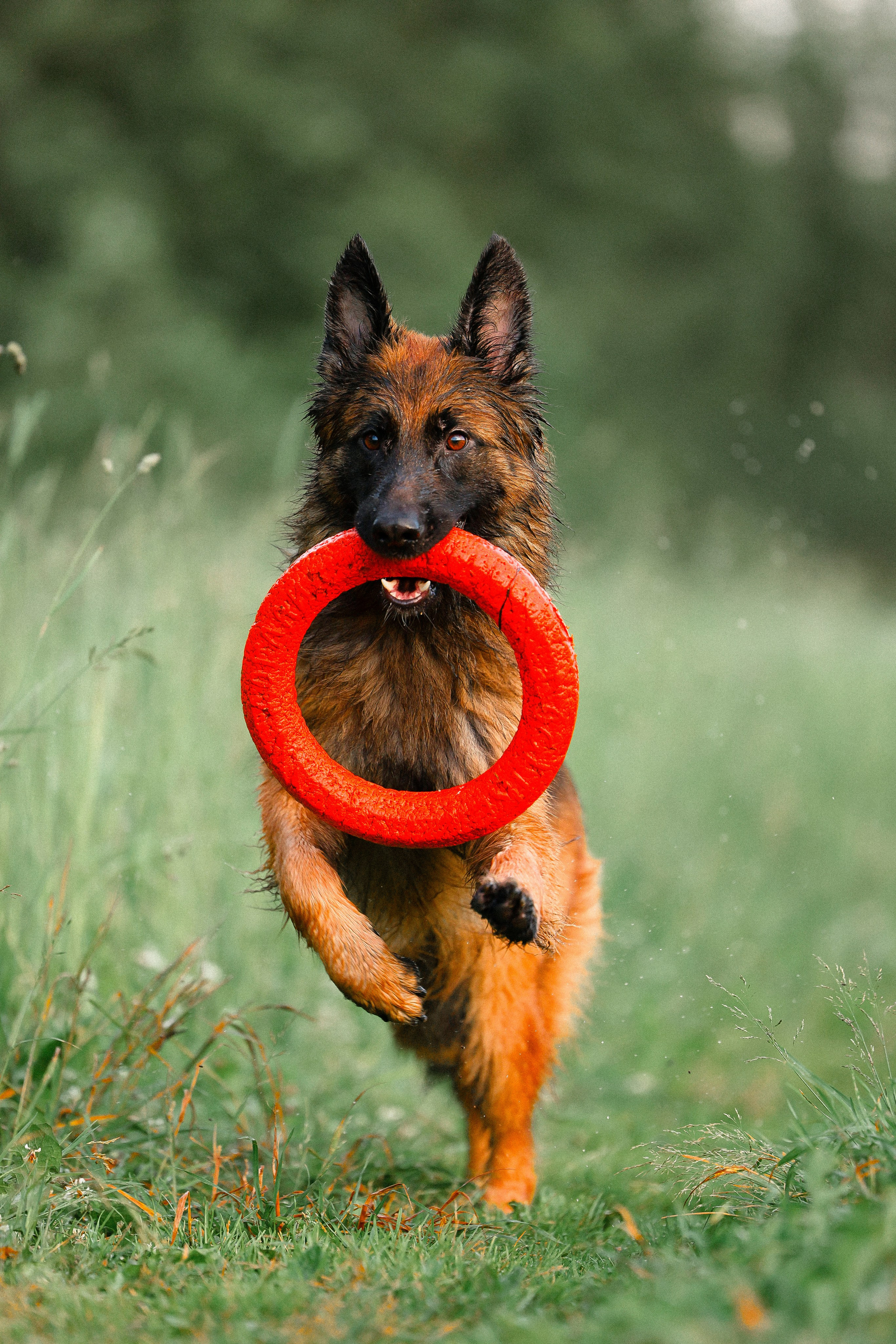 Алена, Фанни и Фрея. Фотограф и видеограф анималист Аганина Дарья