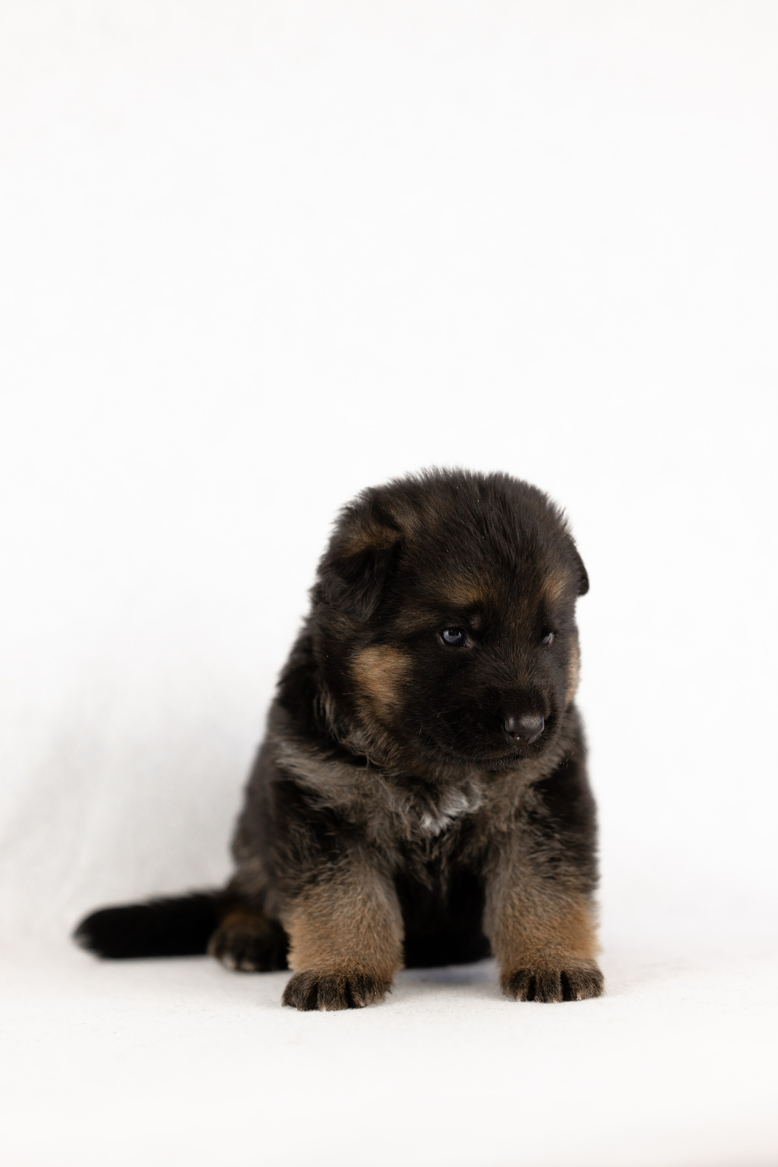 Немецкая овчарка. Фотограф и видеограф анималист Аганина Дарья