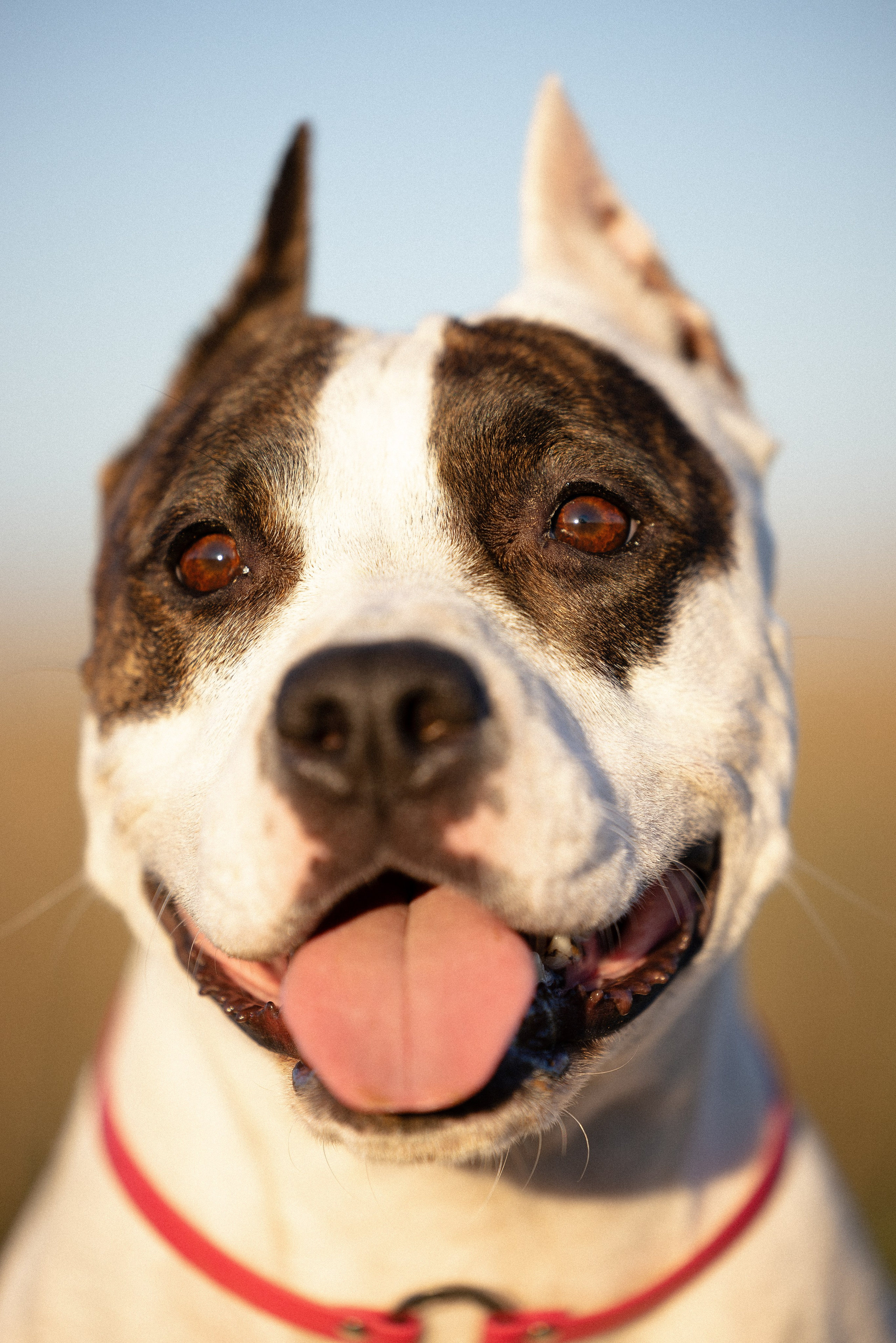 Женя, Афра и Молли. Фотограф и видеограф анималист Аганина Дарья