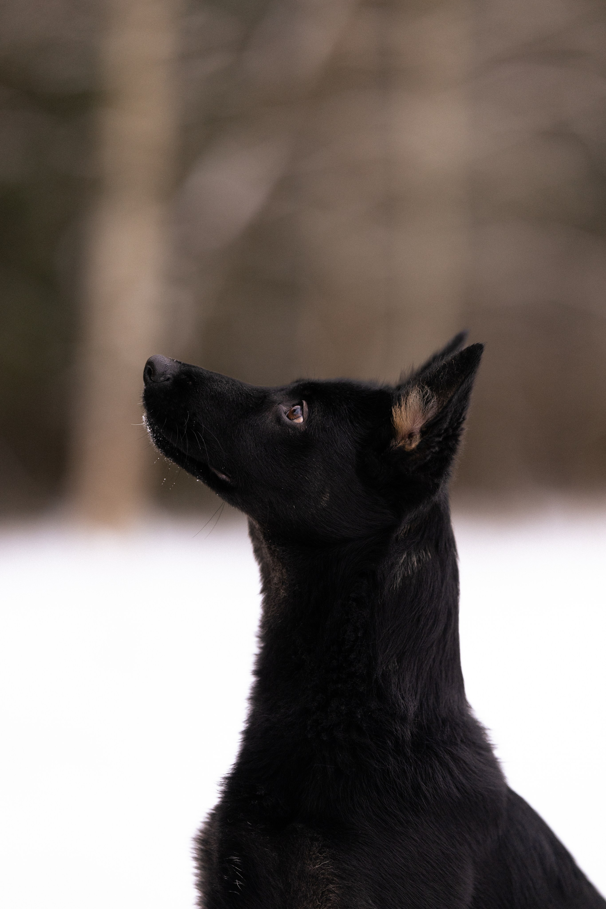 Немецкая овчарка. Фотограф и видеограф анималист Аганина Дарья
