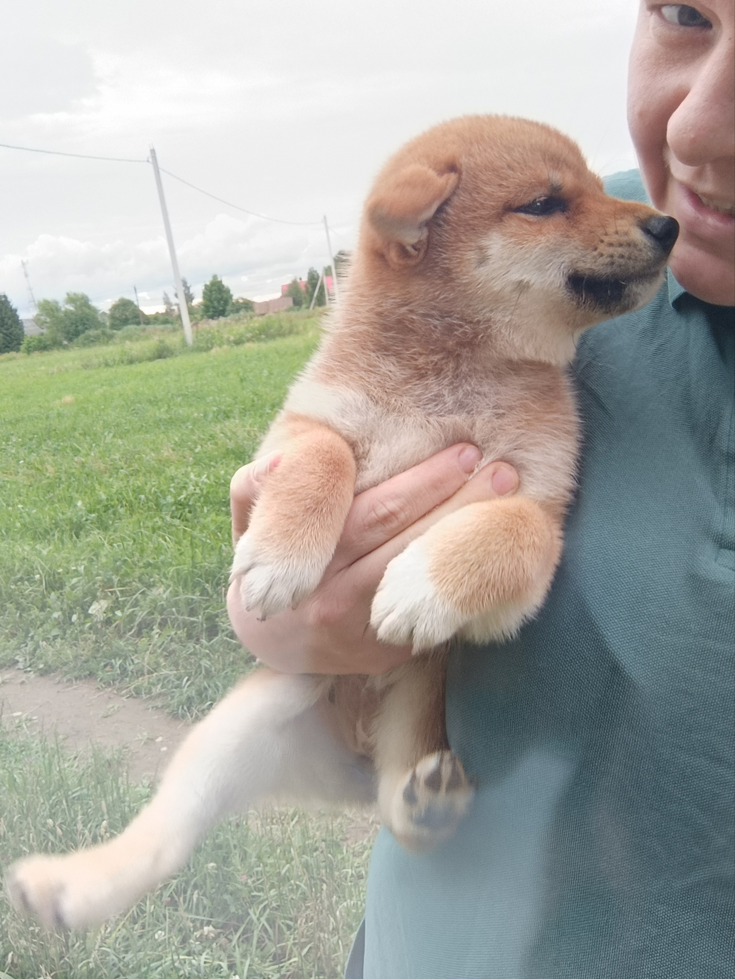 сиба питомник Рубилайт щенки на продажу rubylight  сиба щенки купить СПб Санкт-Петербург