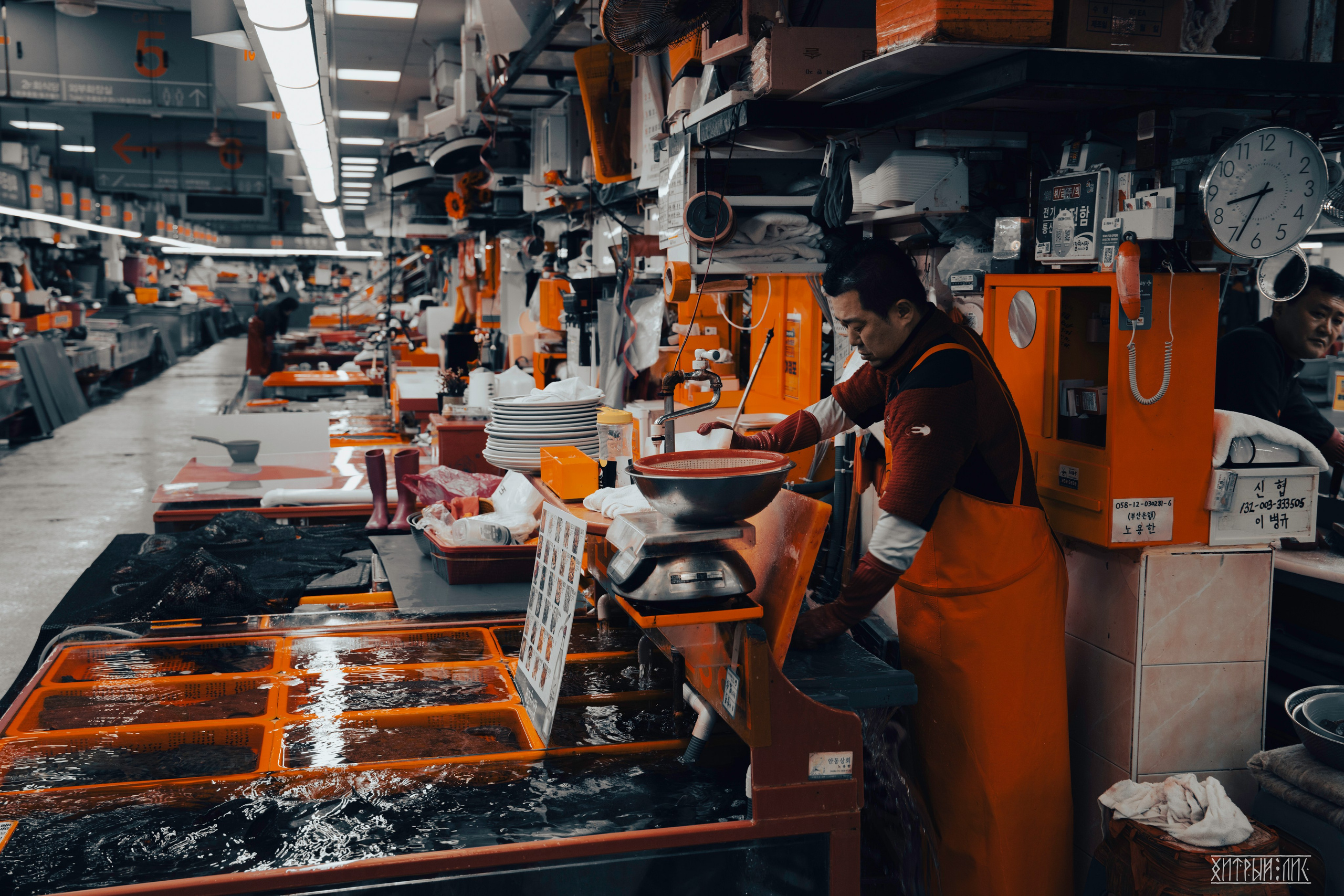 Южная Корея. Фотограф-путешественник Самойлов Максим «Sly Fox»