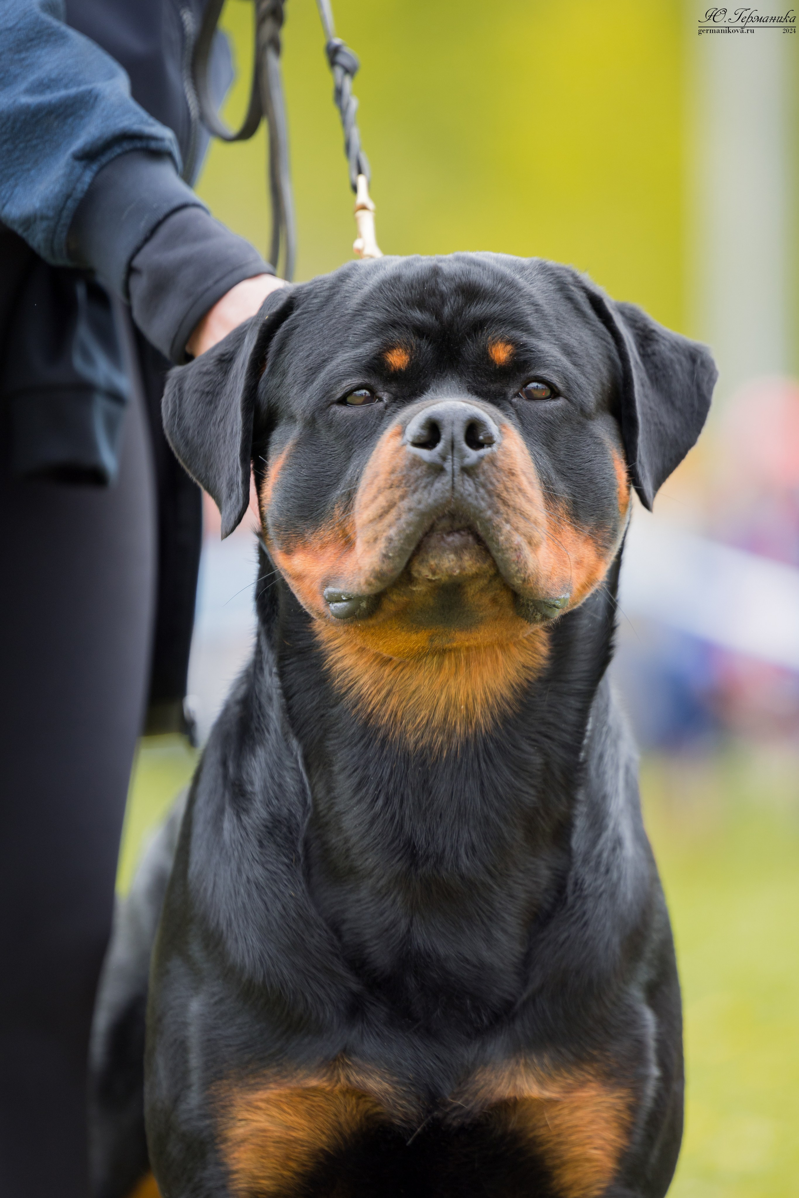 Нижний Новгород 11-12.05.2024 моно ротвейлеров. Фотограф-анималист Юлия Германика