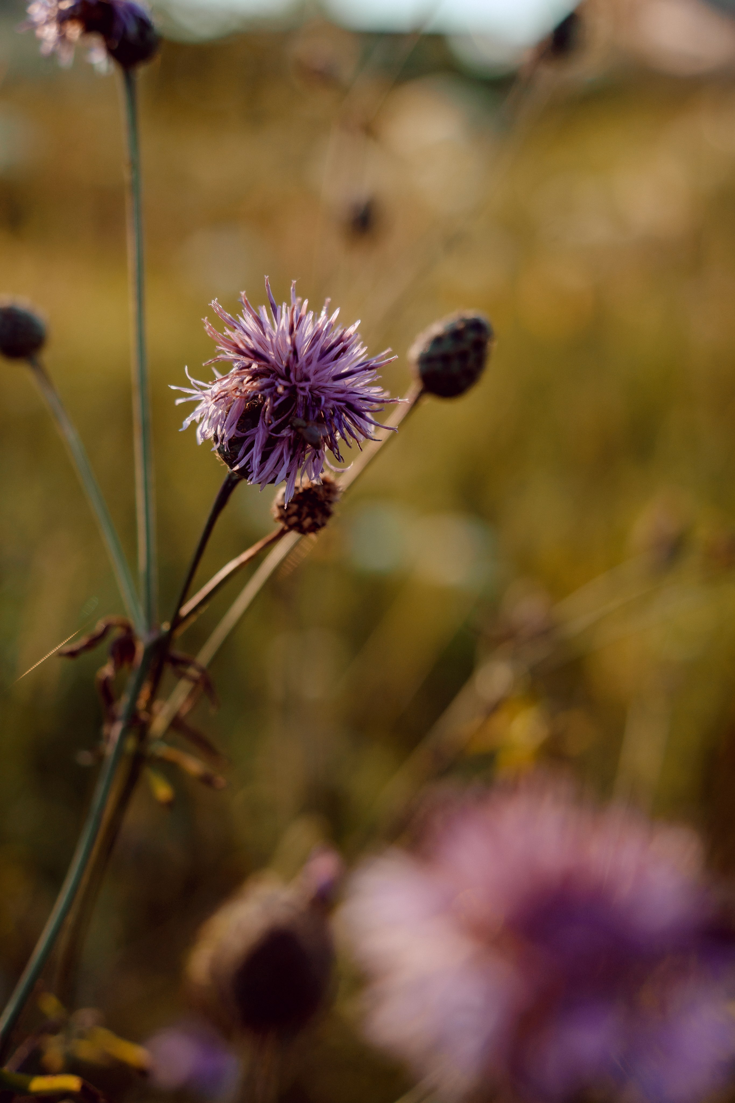 Купание лошадей 05.07.2024. Портретный и семейный фотограф в Москве/Видное