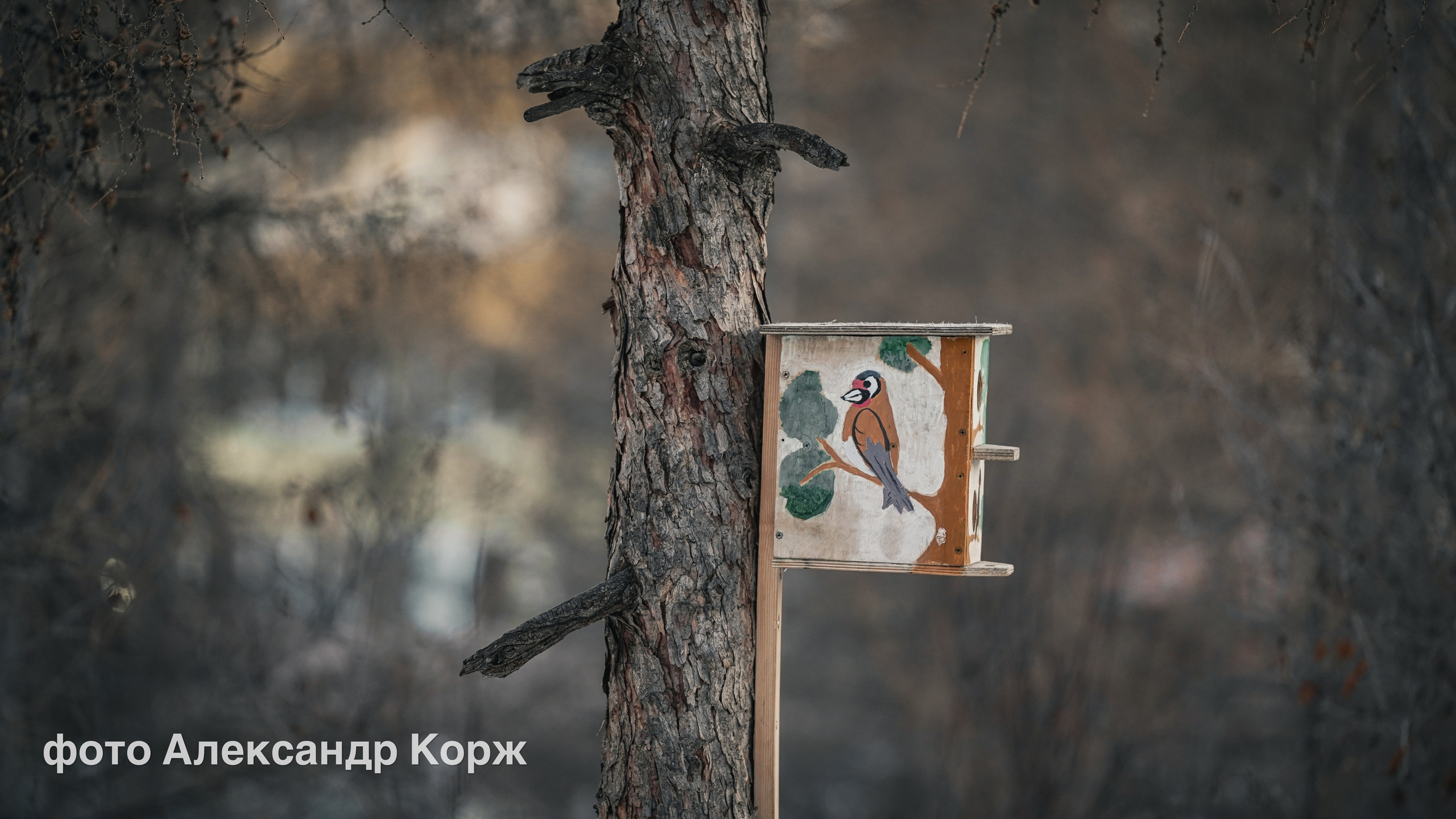 Животные. Фотографии и видеосъемка, Айхал, Удачный, Якутия. Фотографии Айхал