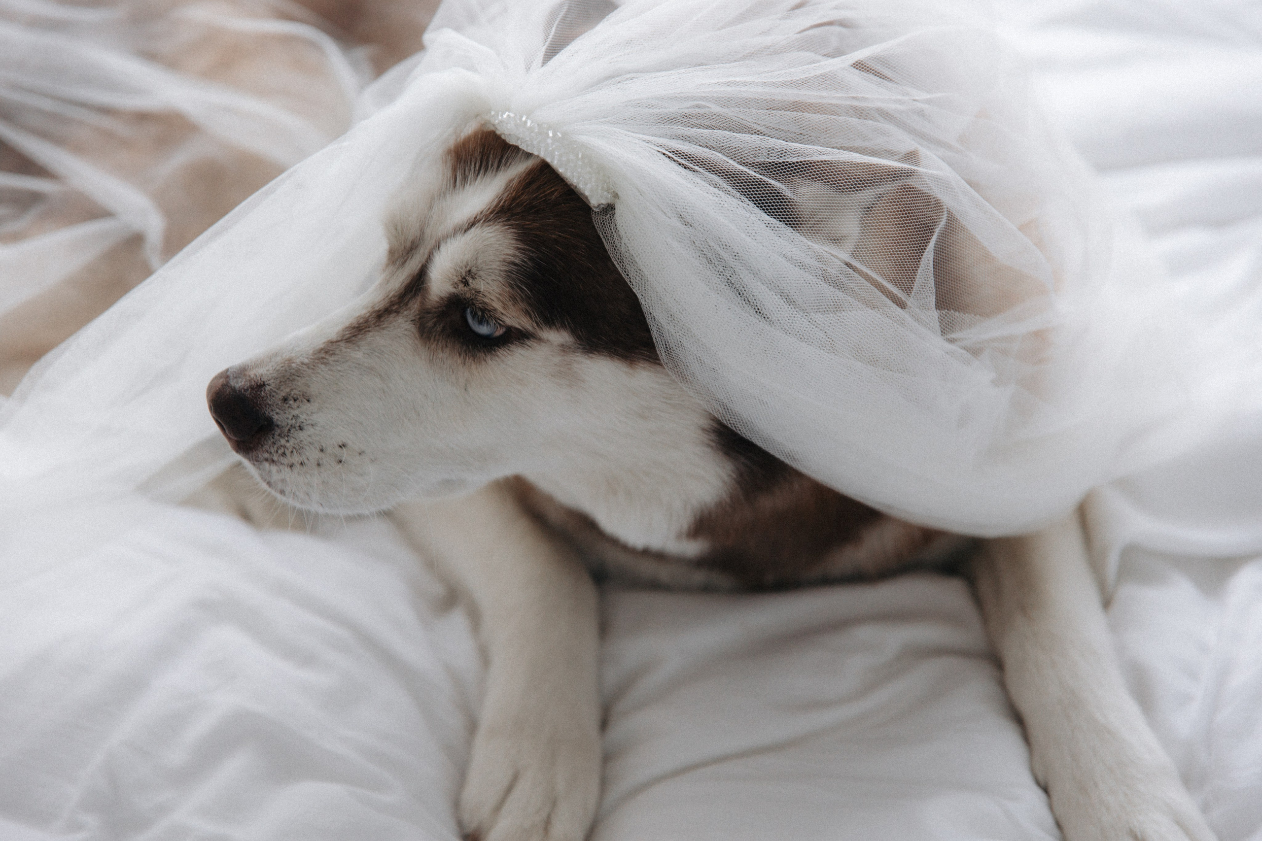 Сборы. Свадебный фотограф в Астане Асанали Балтахан