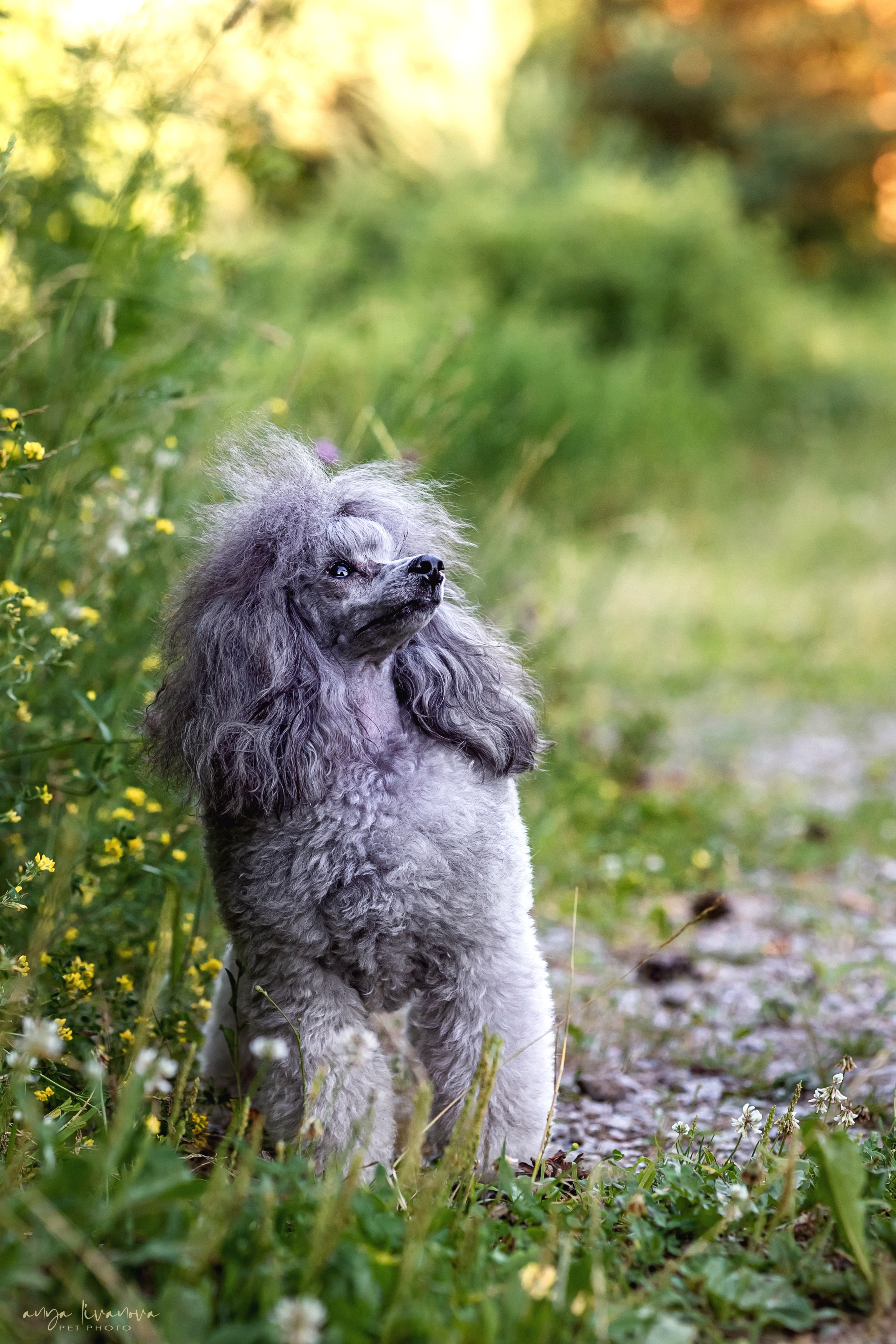 Дёмино. Фотограф анималист Аня Ливанова | Рыбинск