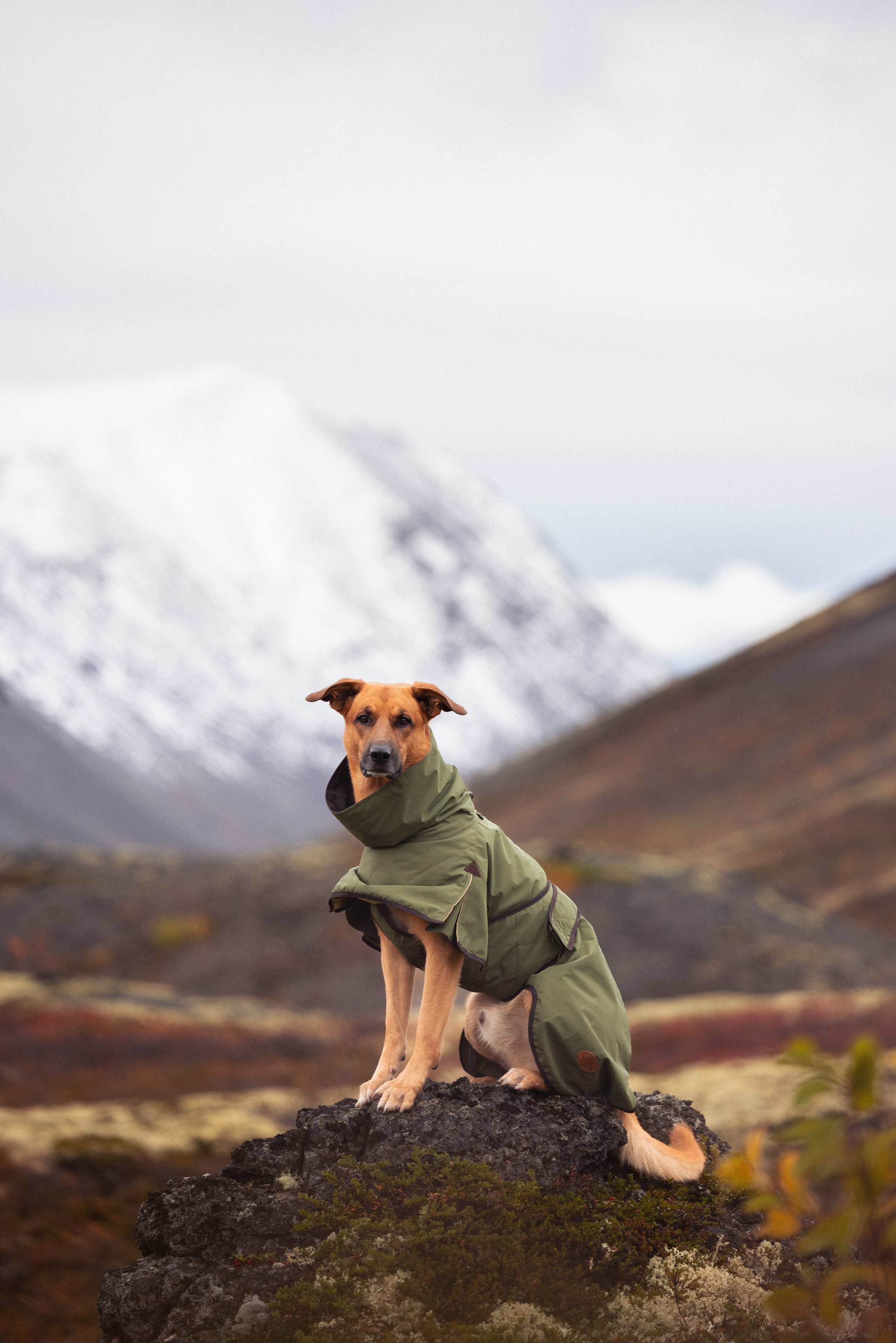 Кольский. Фотограф и видеограф анималист Аганина Дарья